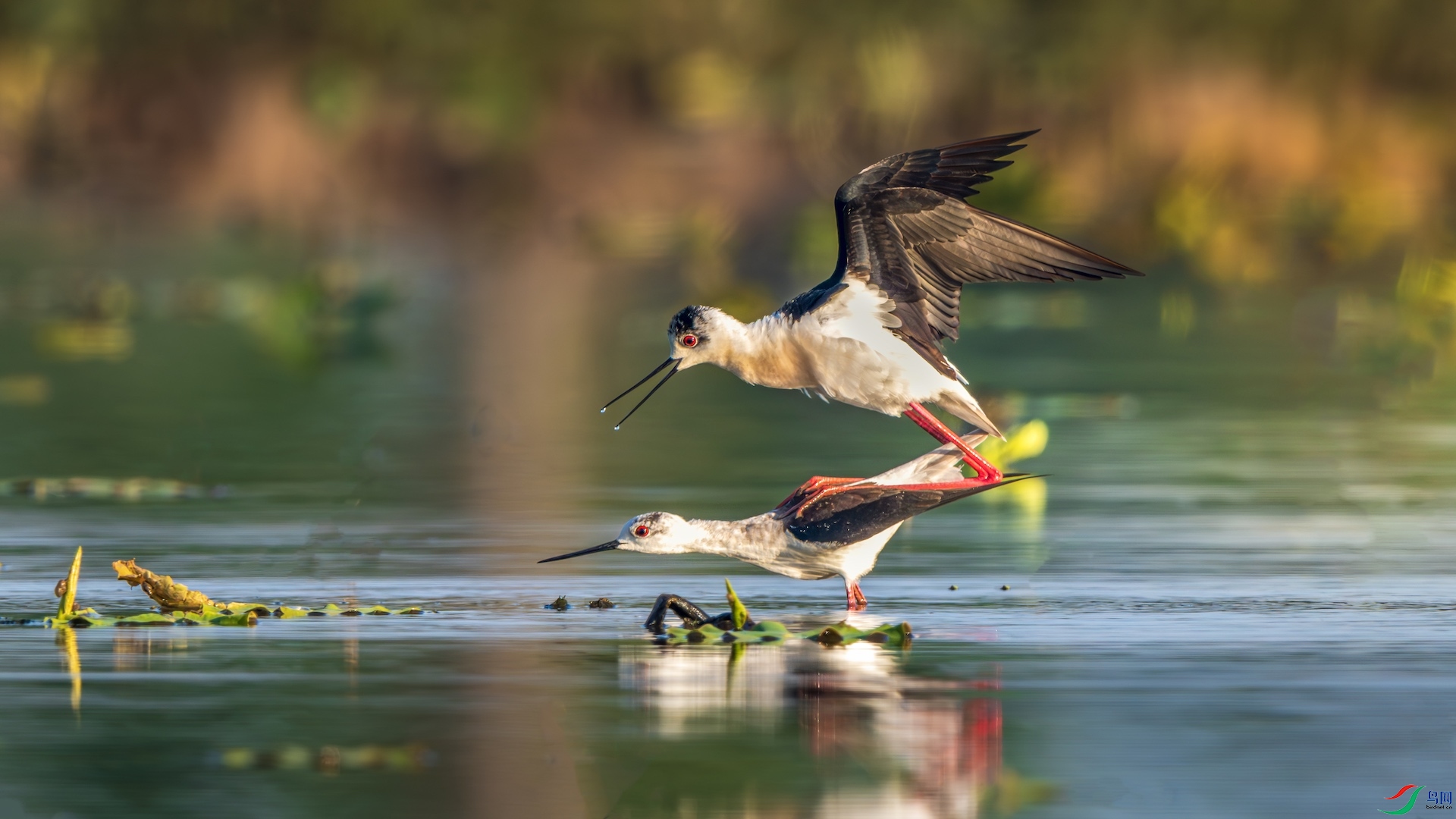 1XXI_0775-����ǿ-NR ����.jpeg