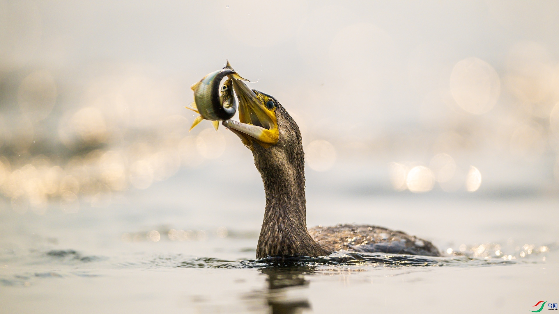 2_XXL3651 ����.jpeg