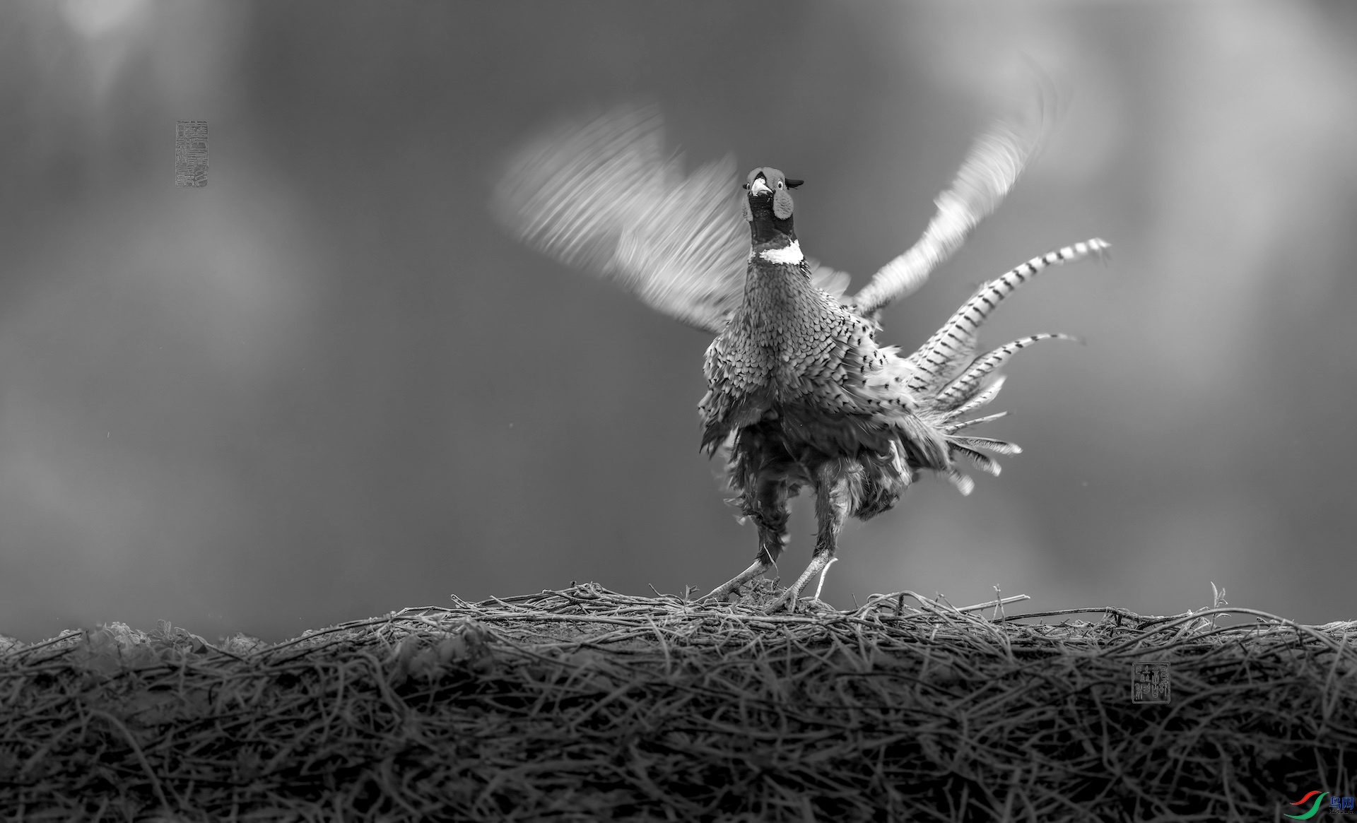 11XXI_1954-����ǿ-NR ���� 2.jpeg