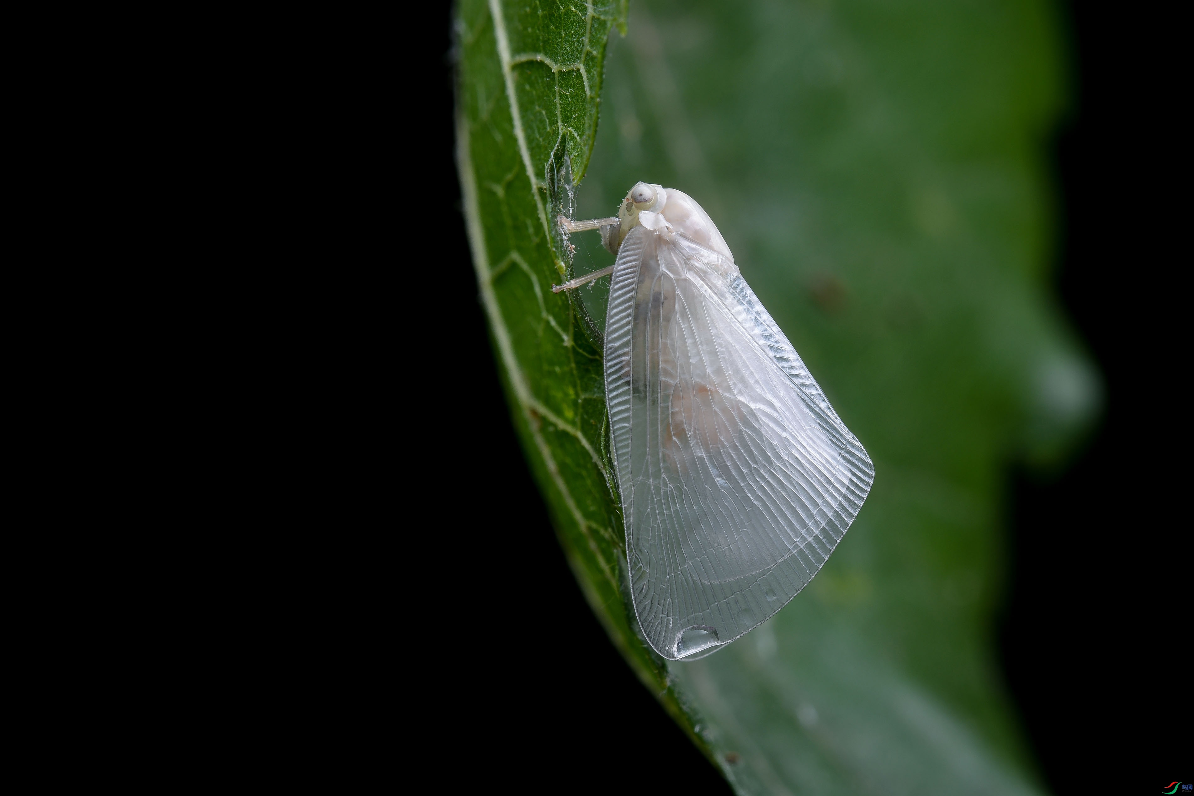 DSC_7184.JPG