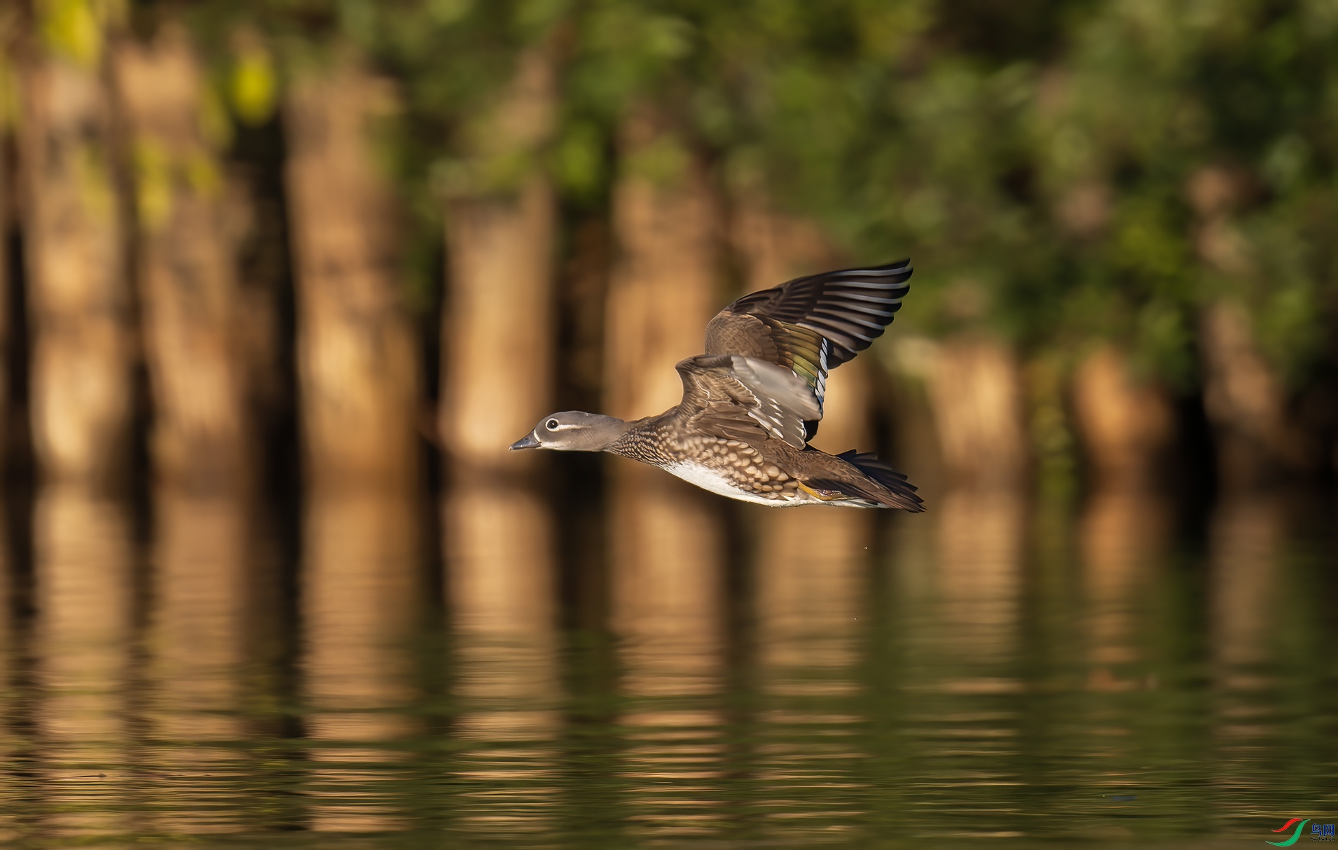 _DSC0297-NEF_DxO_DeepPRIME-1.jpg