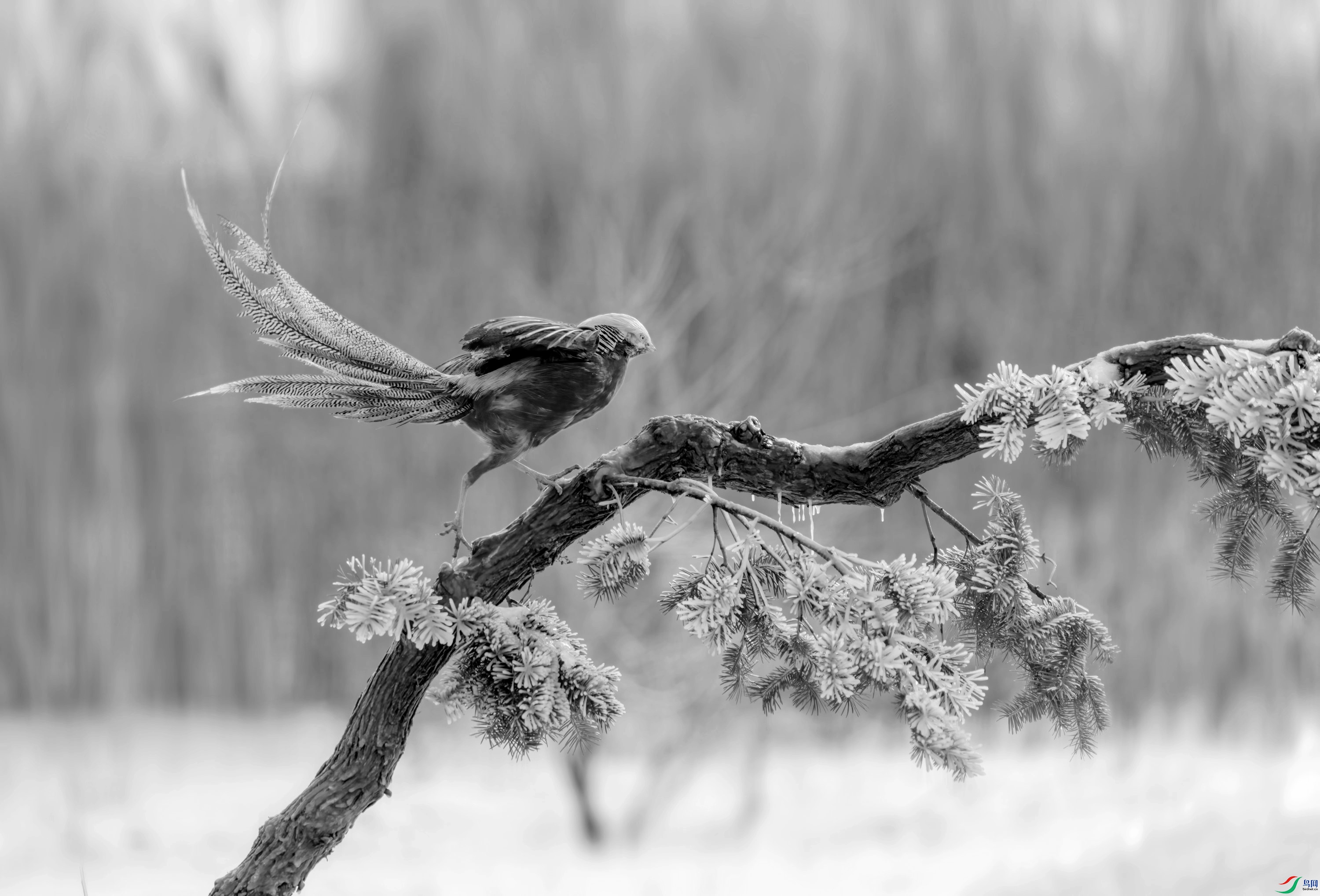 DSC06941 ����_����.jpg