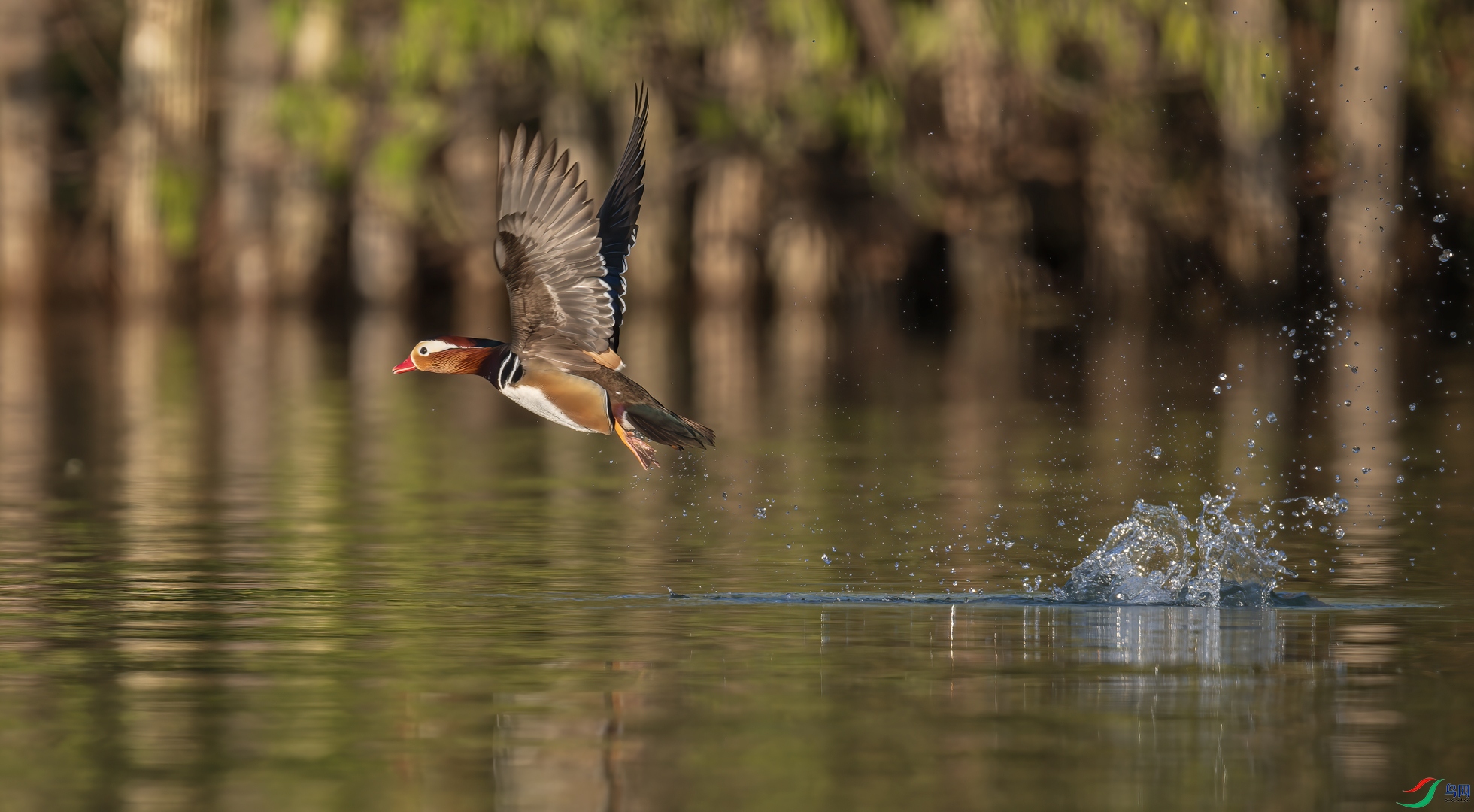 _DSC0269-NEF_DxO_DeepPRIME-1.jpg
