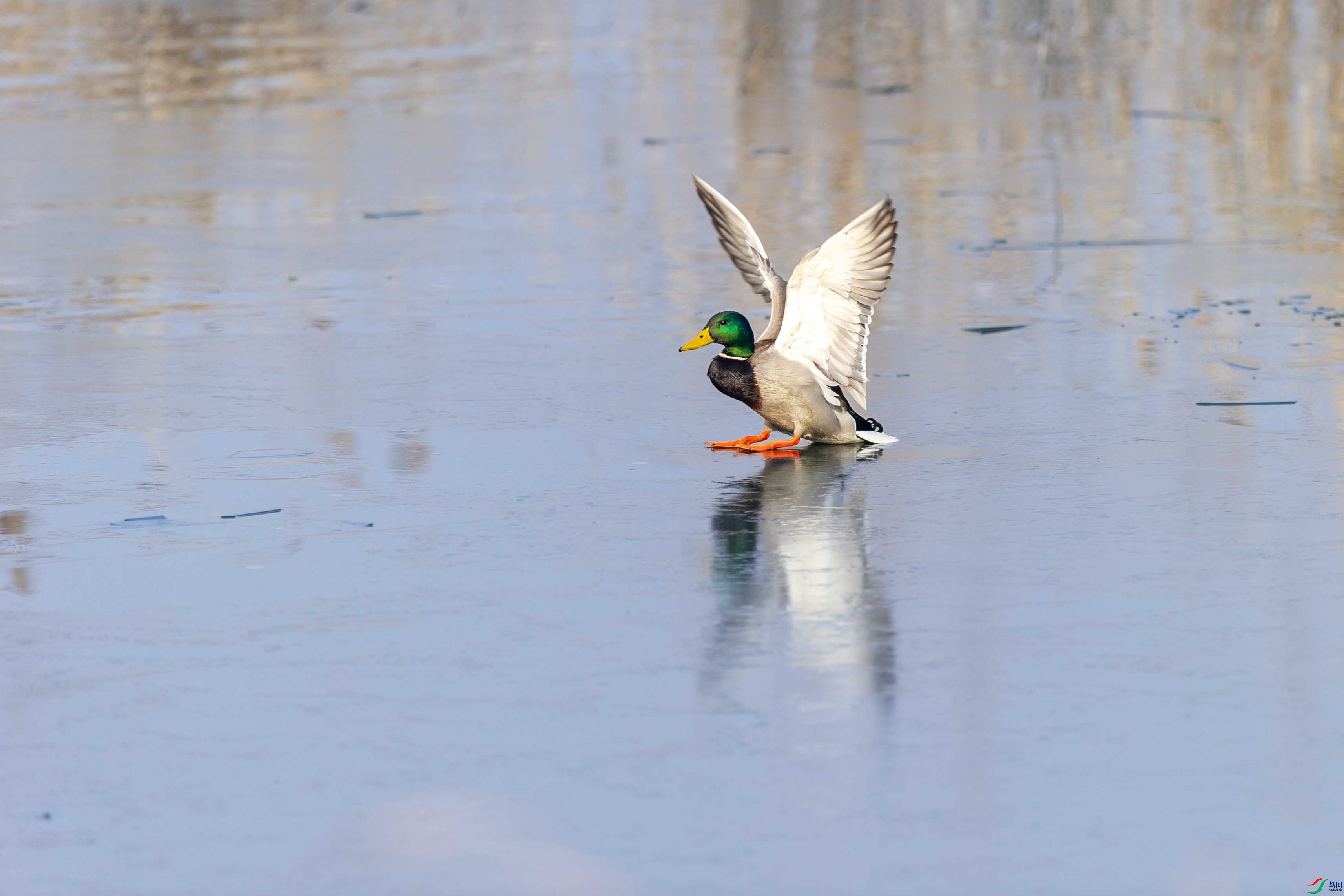 DSC_3768 ����.jpg