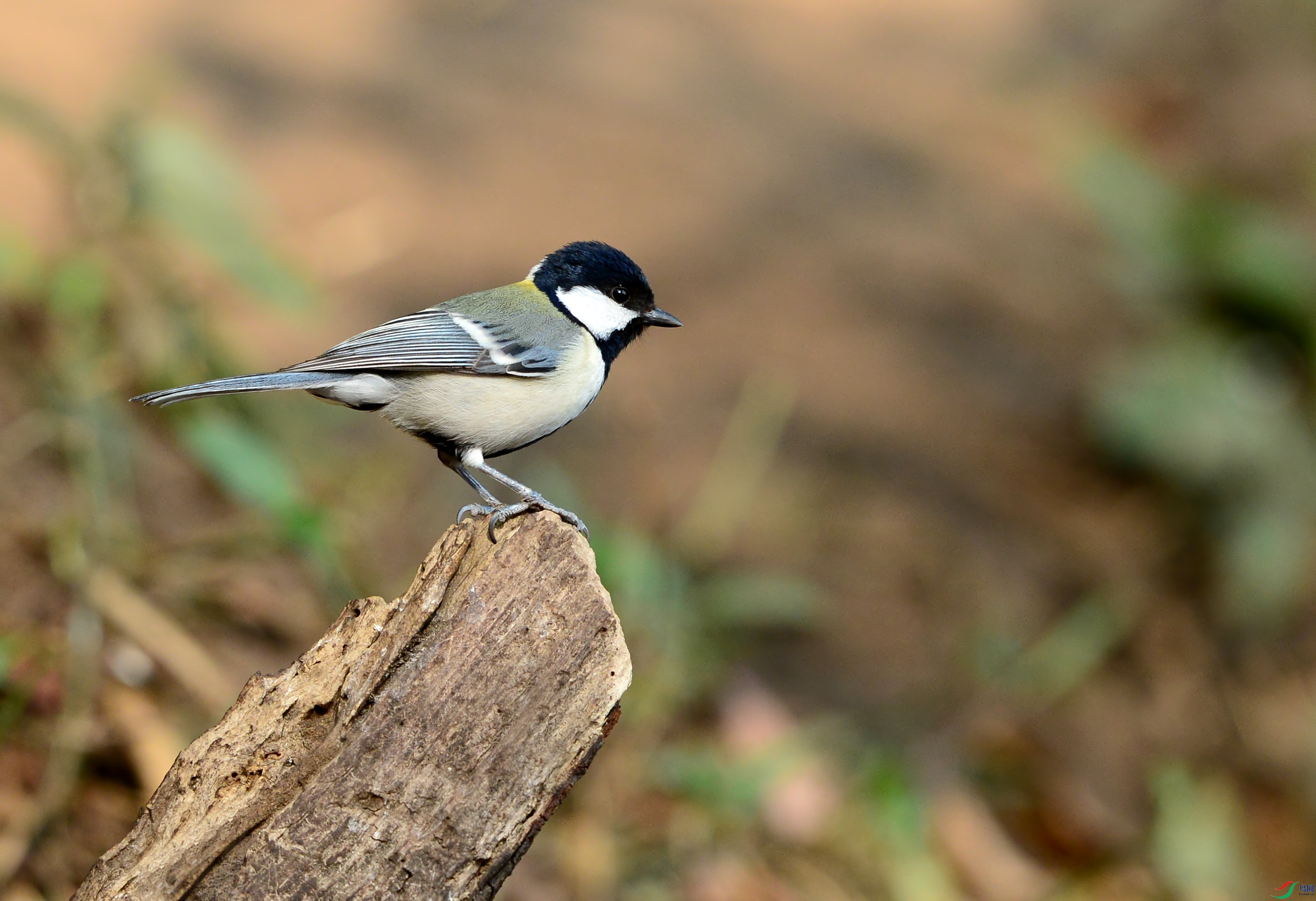DSC_0057.jpg