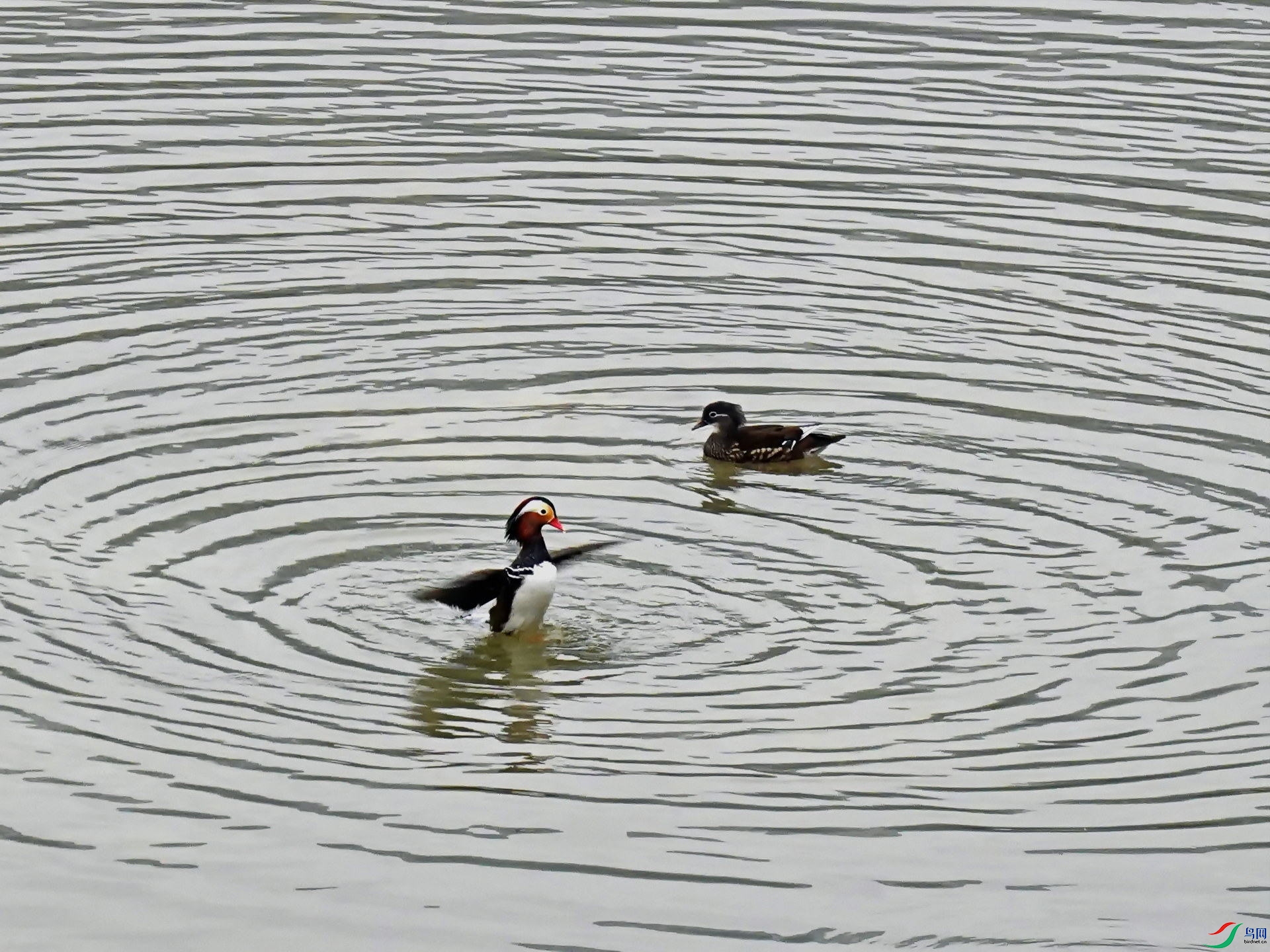 Ȧ��Ȧ�� DSC07095v z.jpg