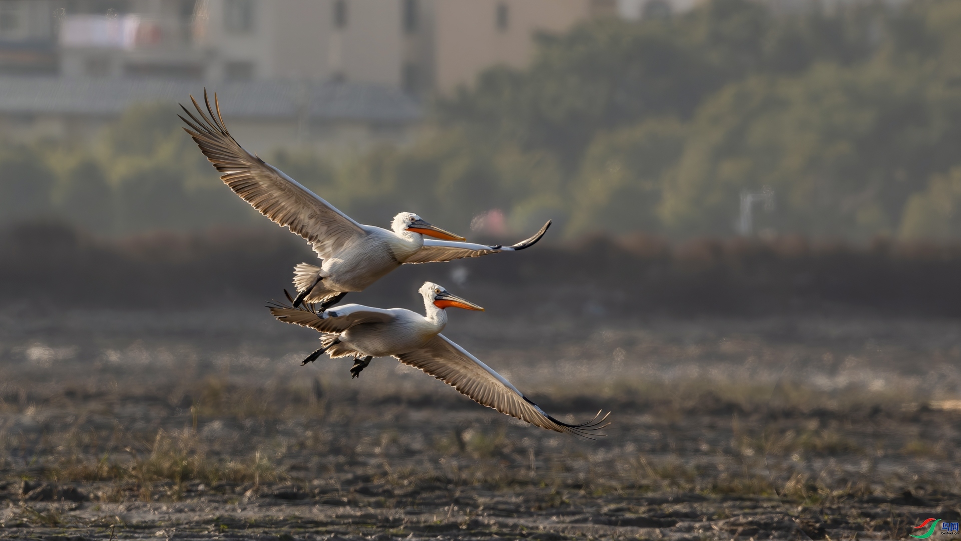 12.22�ƽ�Ҷ��ʦ��Ʒ   �������ɡ���˫�ɣ�ף���ٻ����Ѿ�����.jpg