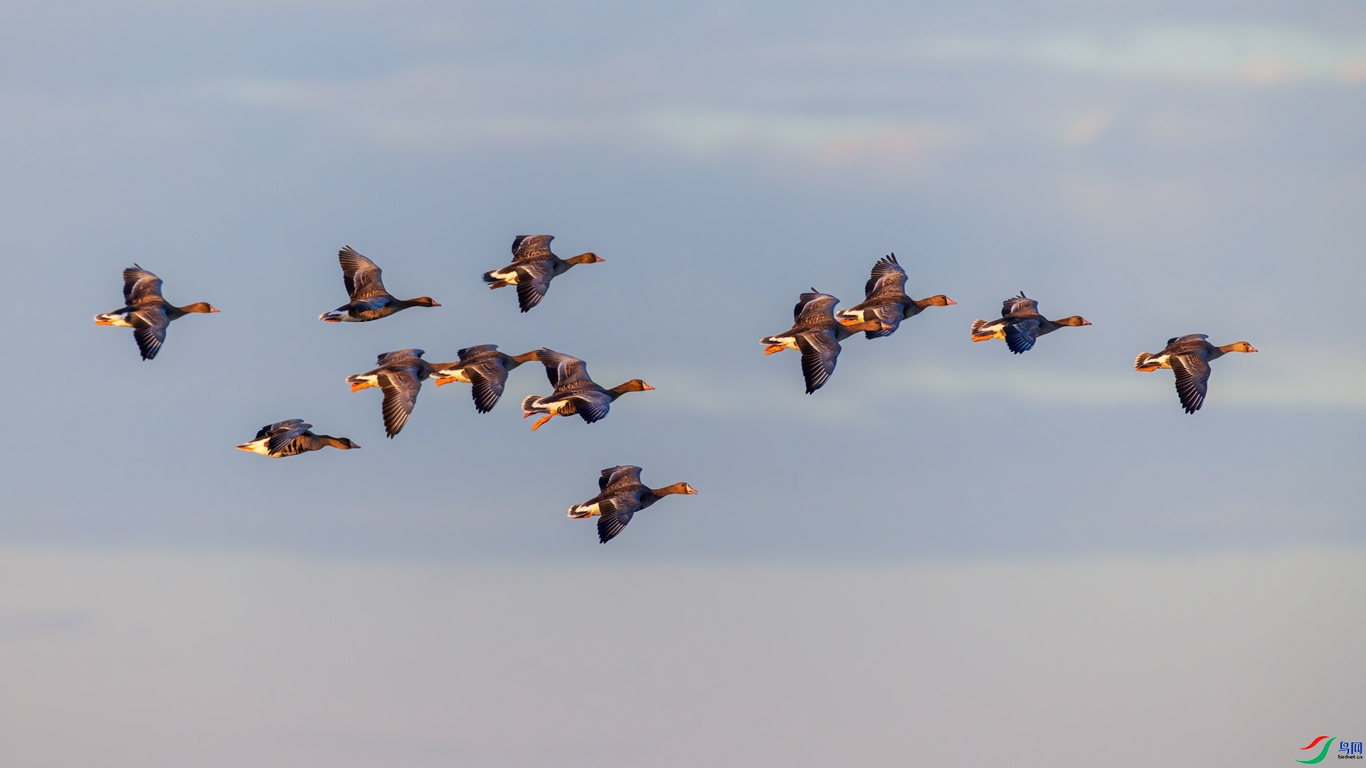 12.23�ƽ�Ҷ��ʦ��Ʒ    ���� ��ף���ٻ����Ѿ�����.jpg