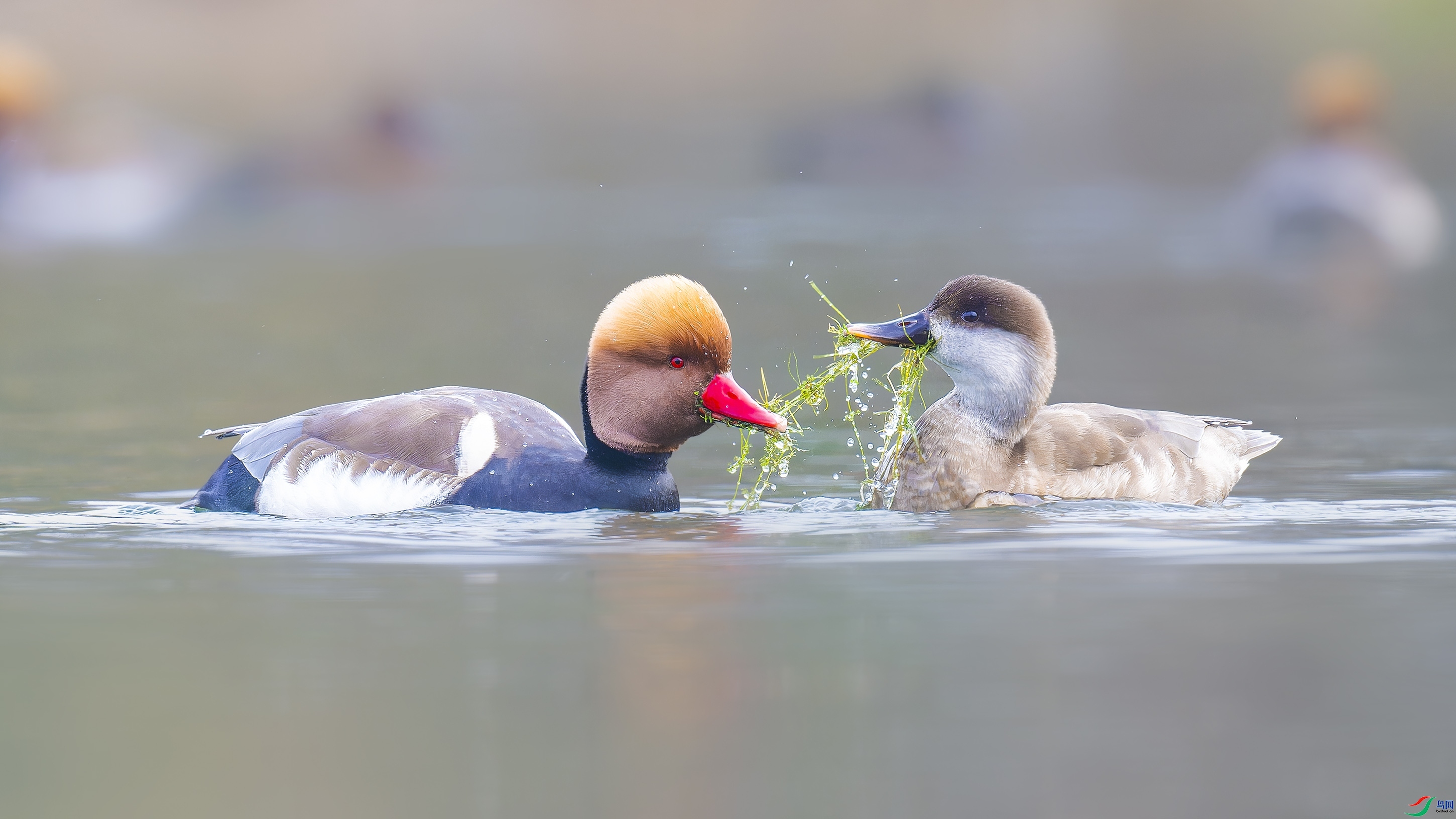 12.25ľ��ˮ����ʦ��Ʒ   ������ʳ.jpg