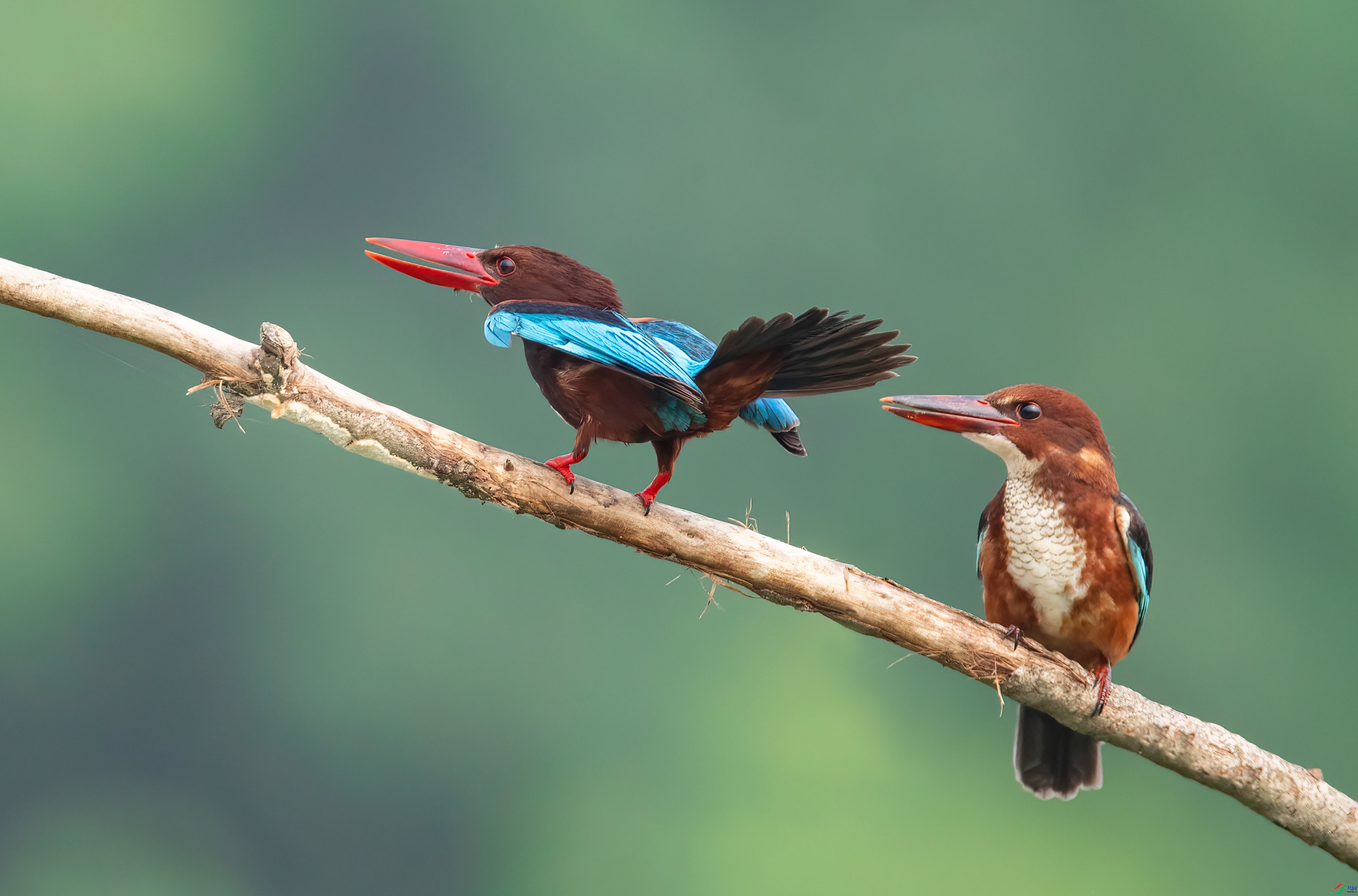 12.26��������ʦ��Ʒ   Ư���İ��أ�ף����ʦ��Ʒ�ٻ���ҳ������.jpg