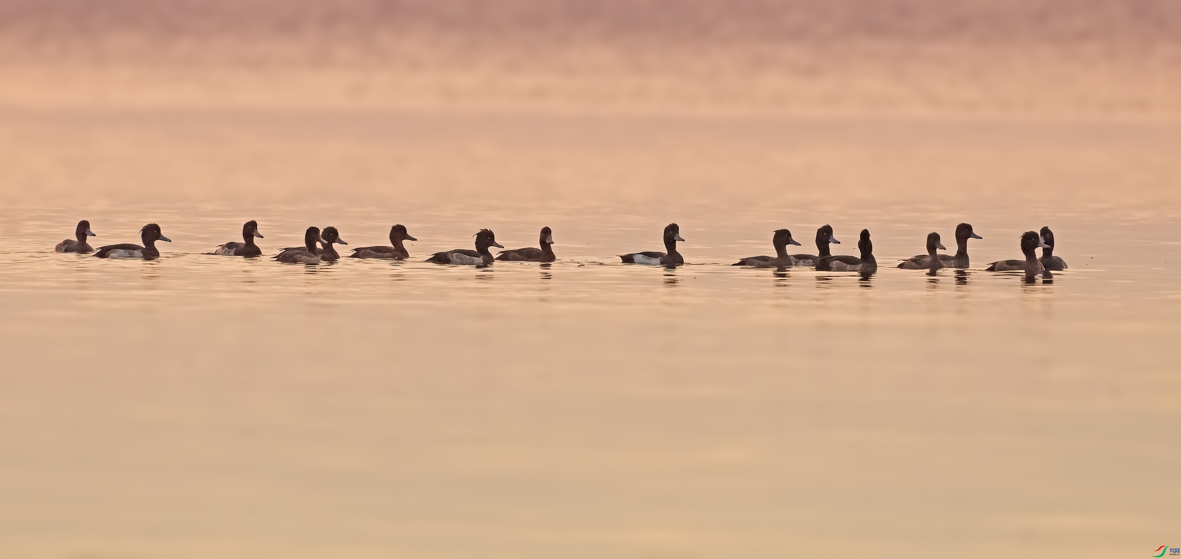 DSC02608 ����.jpg