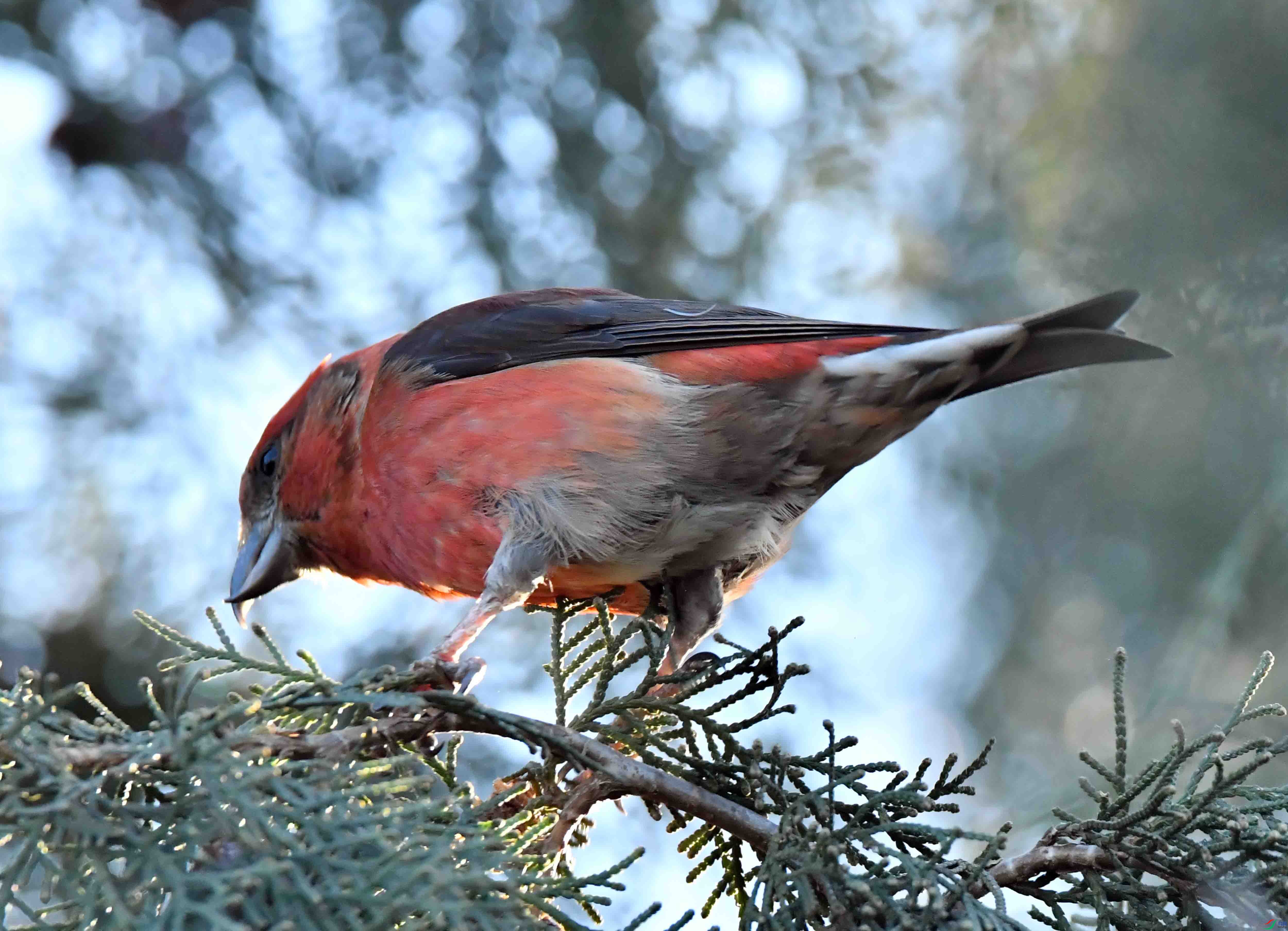 DSC_6345.JPG