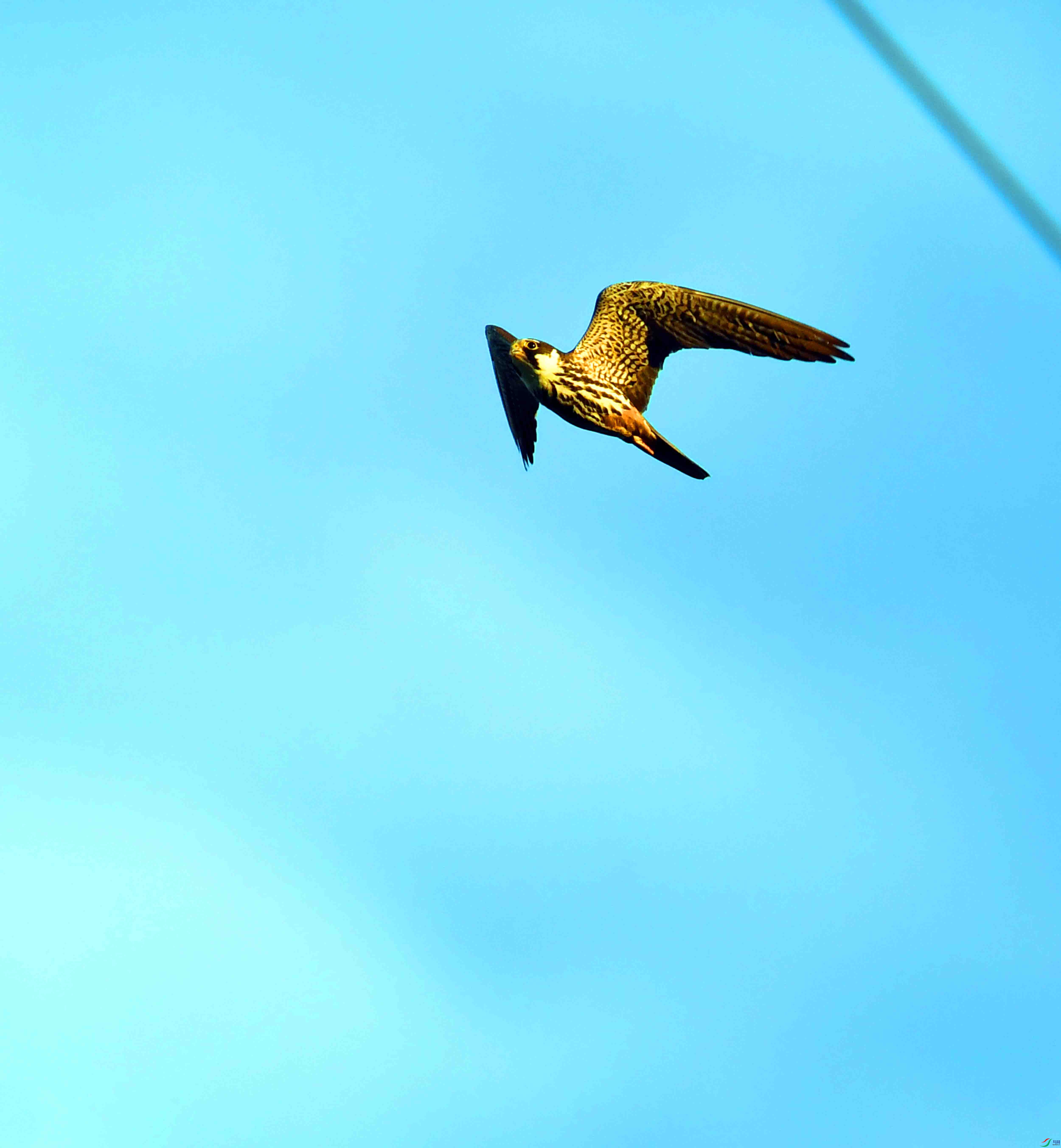 DSC_3448.JPG