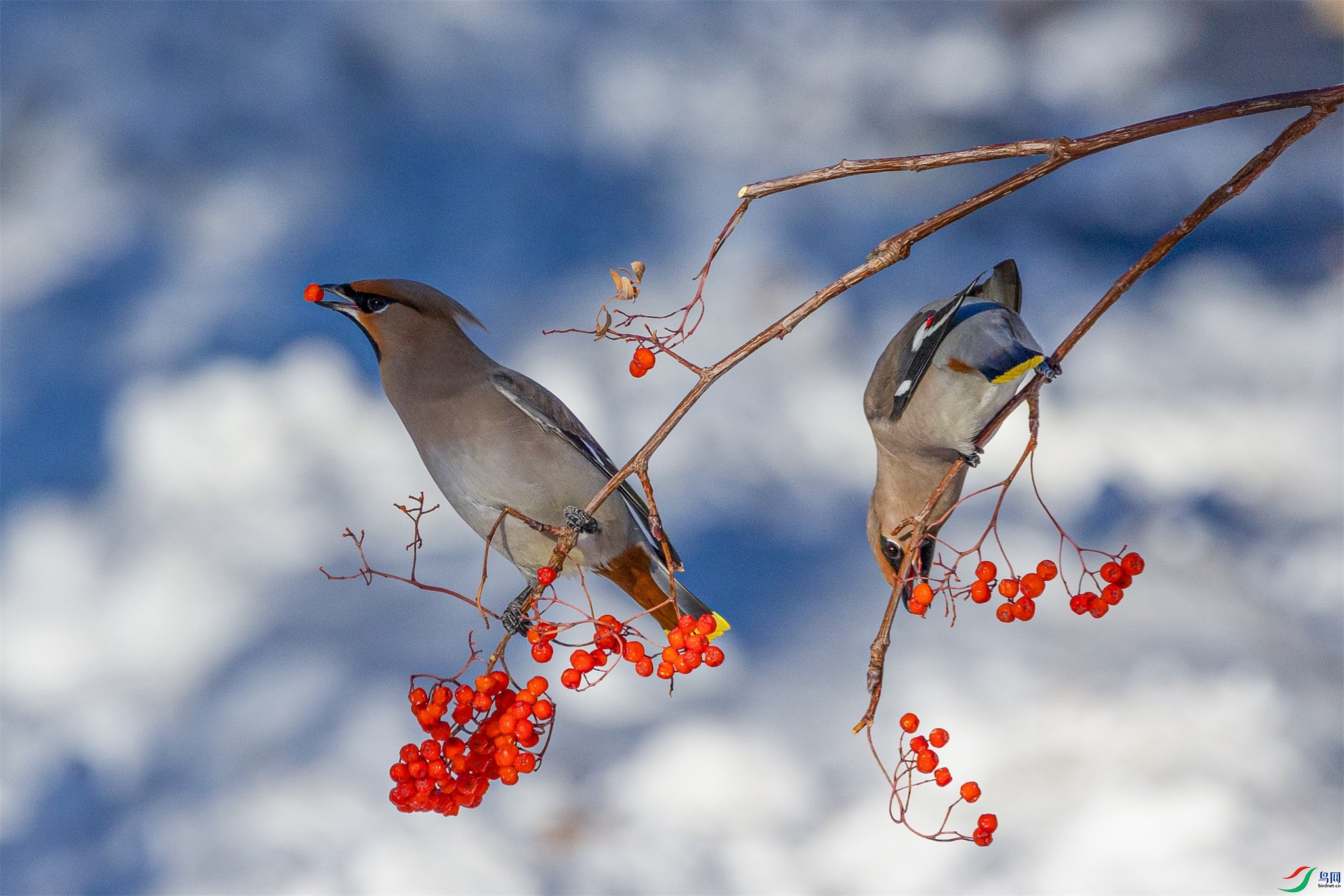 1K3A3629 ����1.jpg