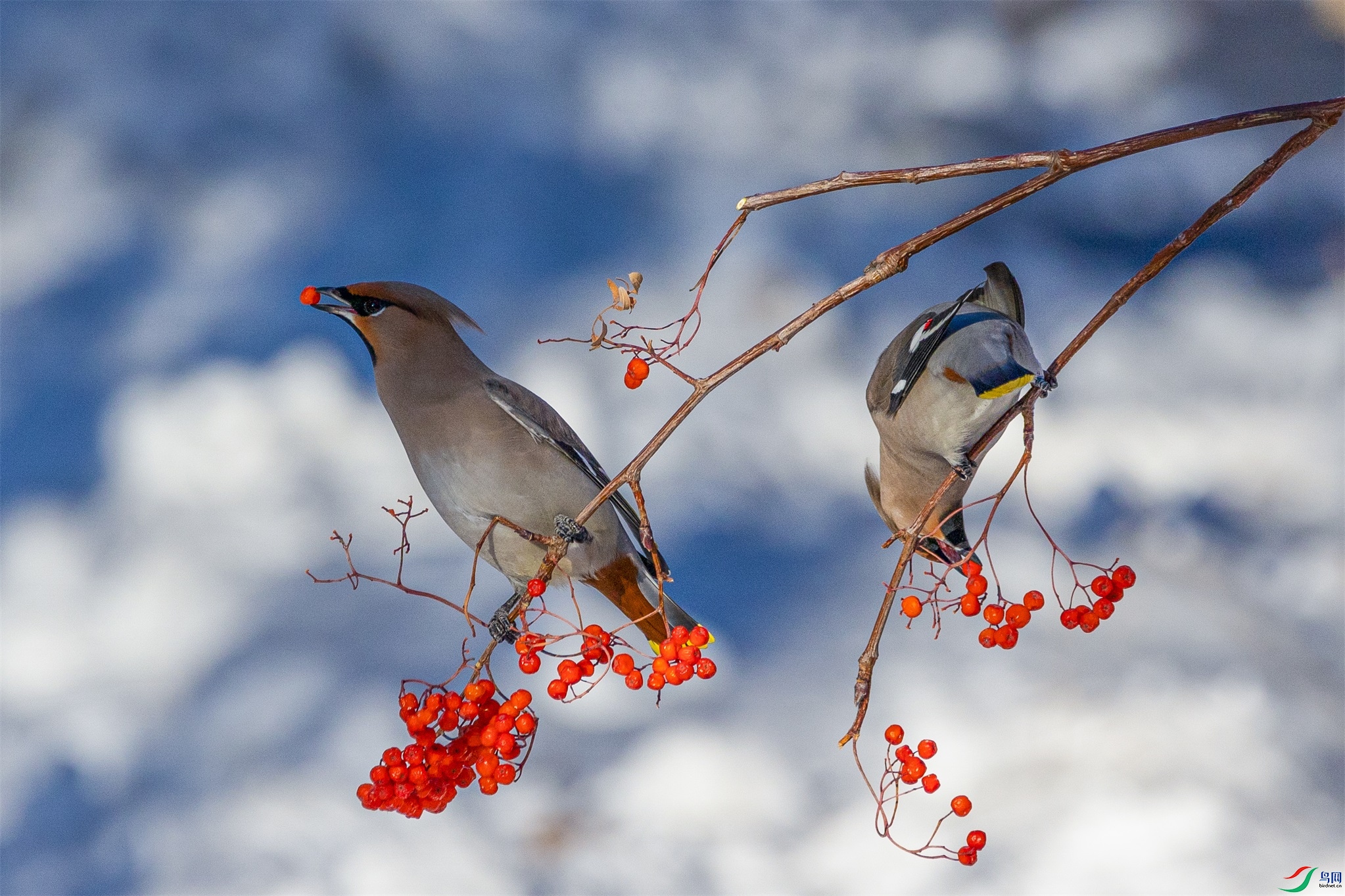 1K3A3631 ����1.jpg