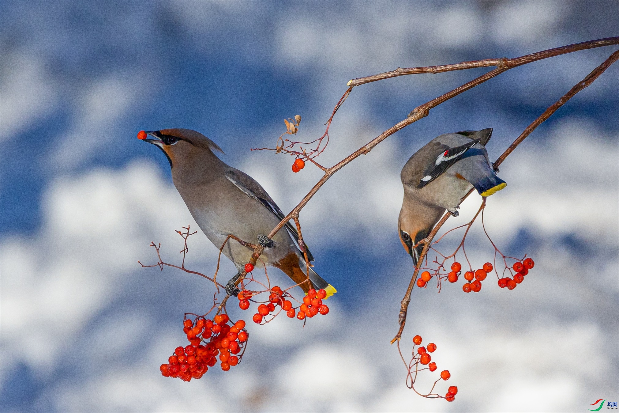 1K3A3627 ����1.jpg