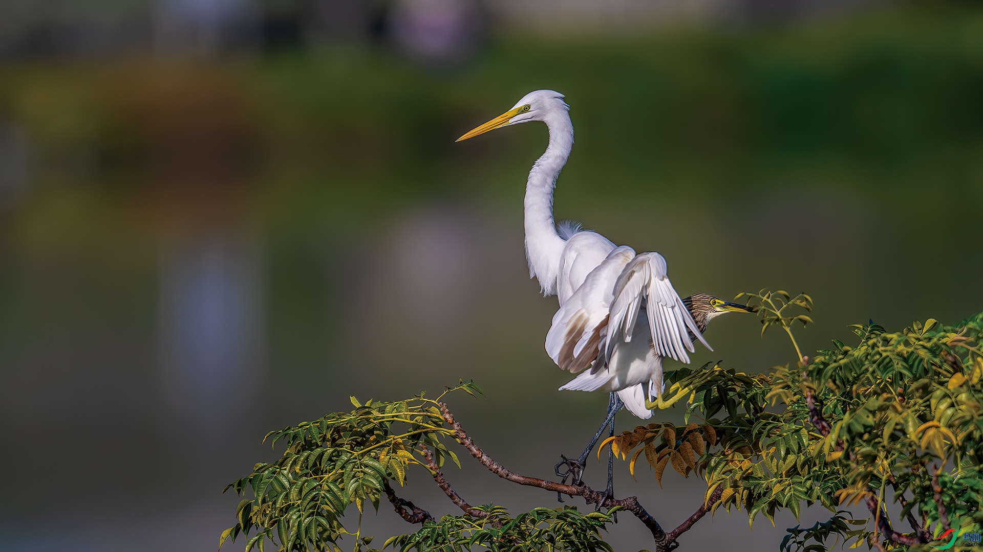 DSC_1055-����ǿ-NR.jpg