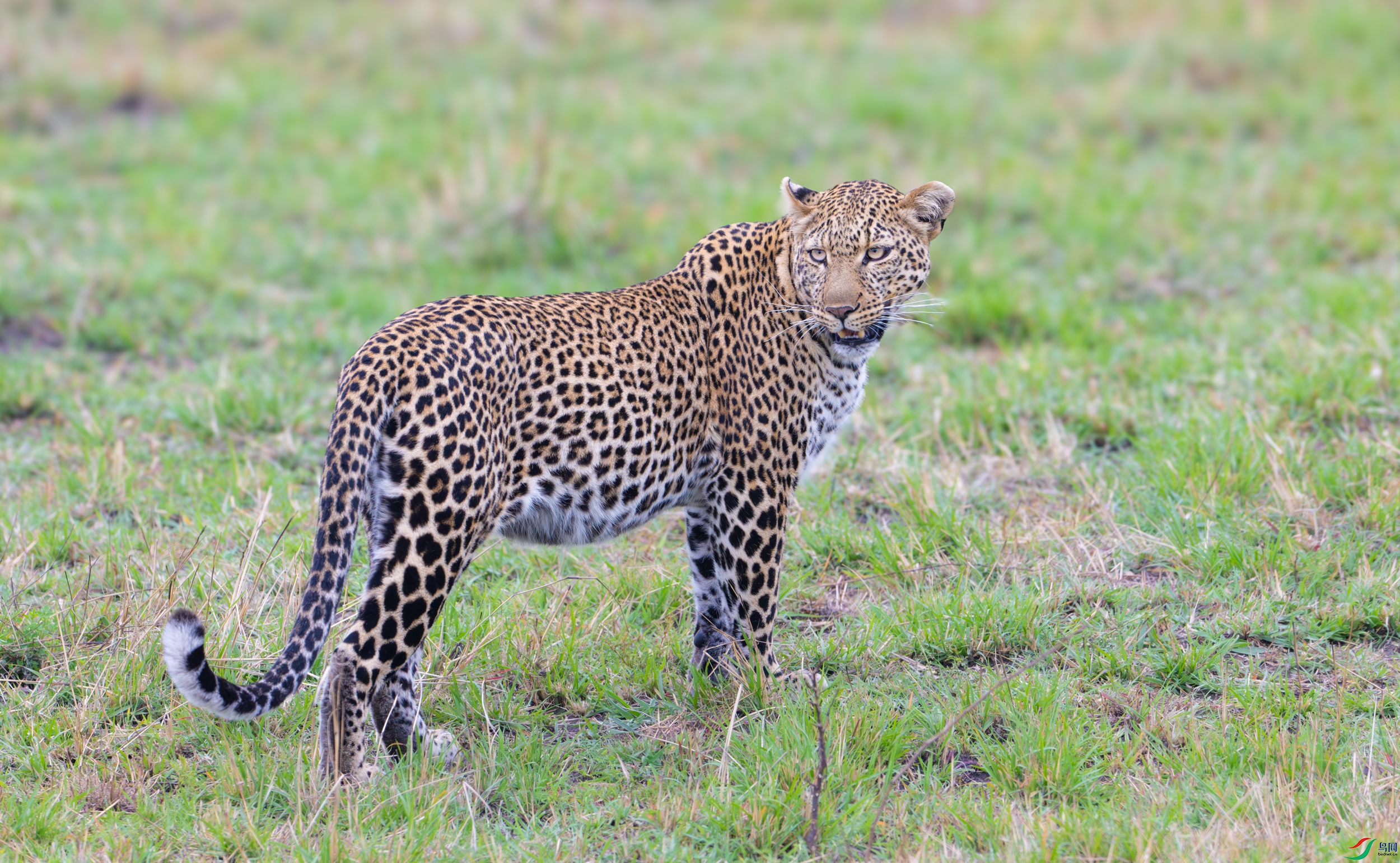 DSC_6074-����ǿ-NR-11.jpg