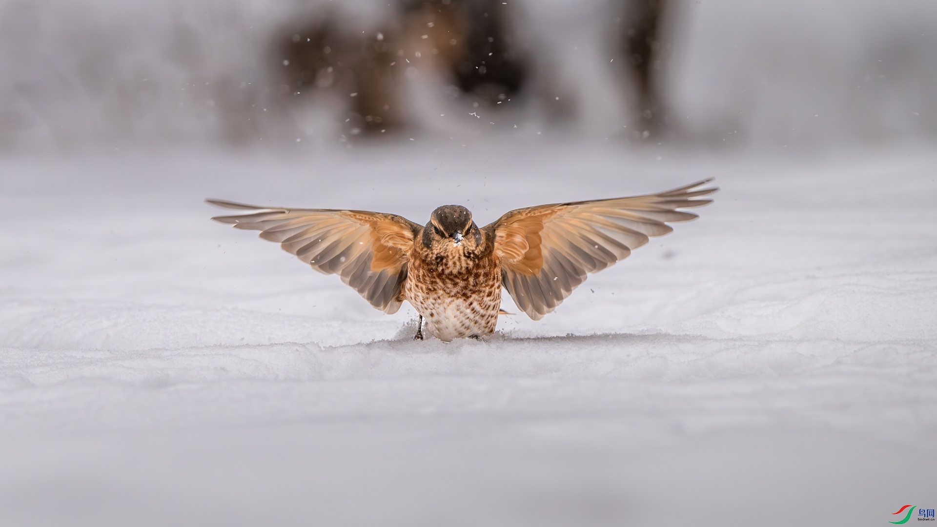 1_DSC5771-����ǿ-NR ����.jpeg