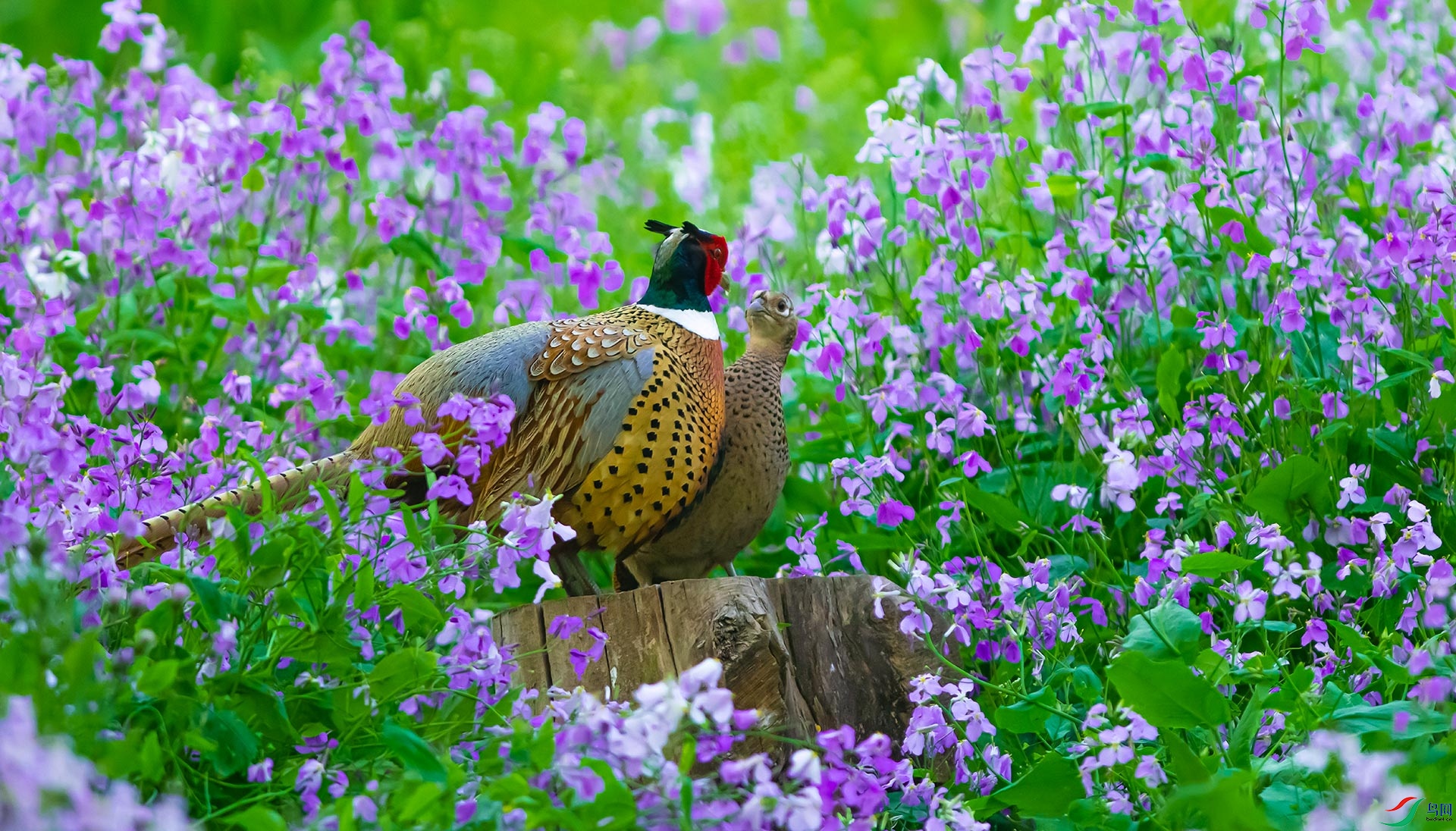 DSC_1302.jpg