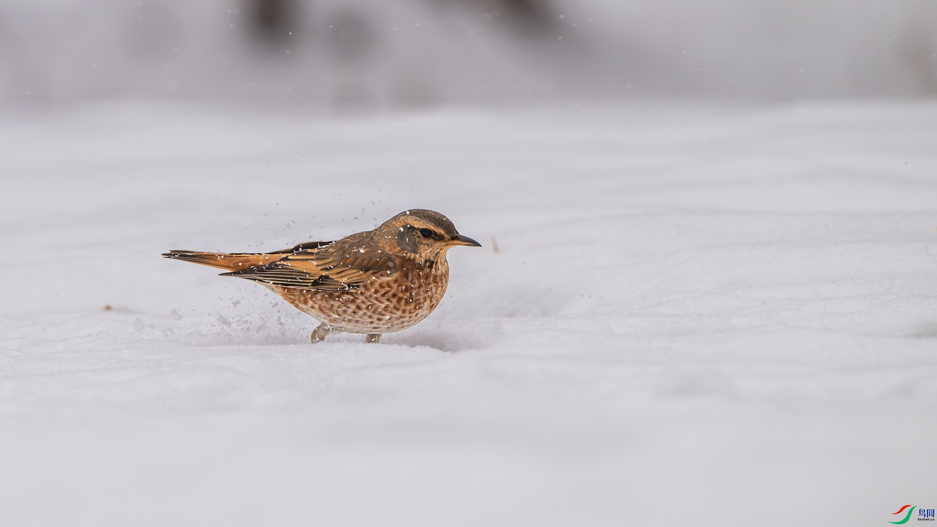 1_DSC5817-����ǿ-NR ����.jpeg