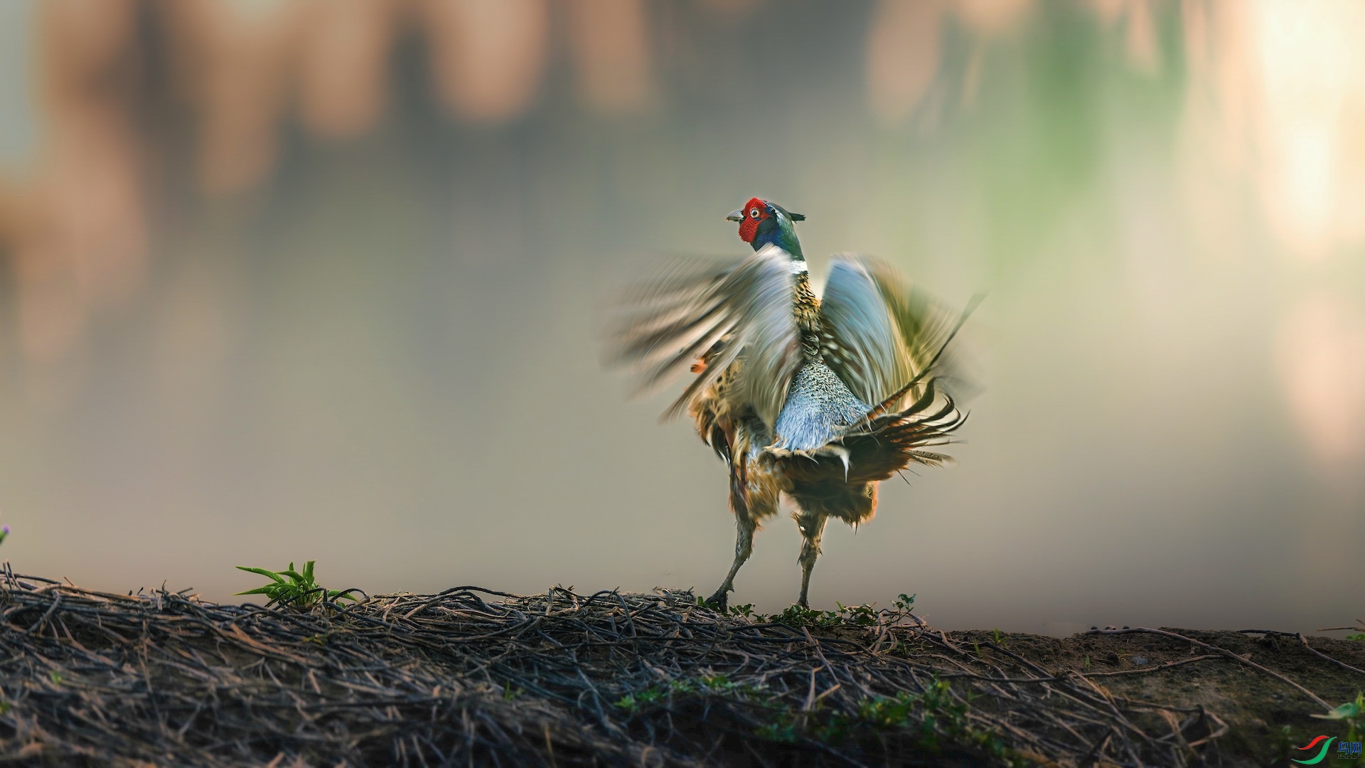 1_XXI3961-����ǿ-NR ���� 3.jpeg