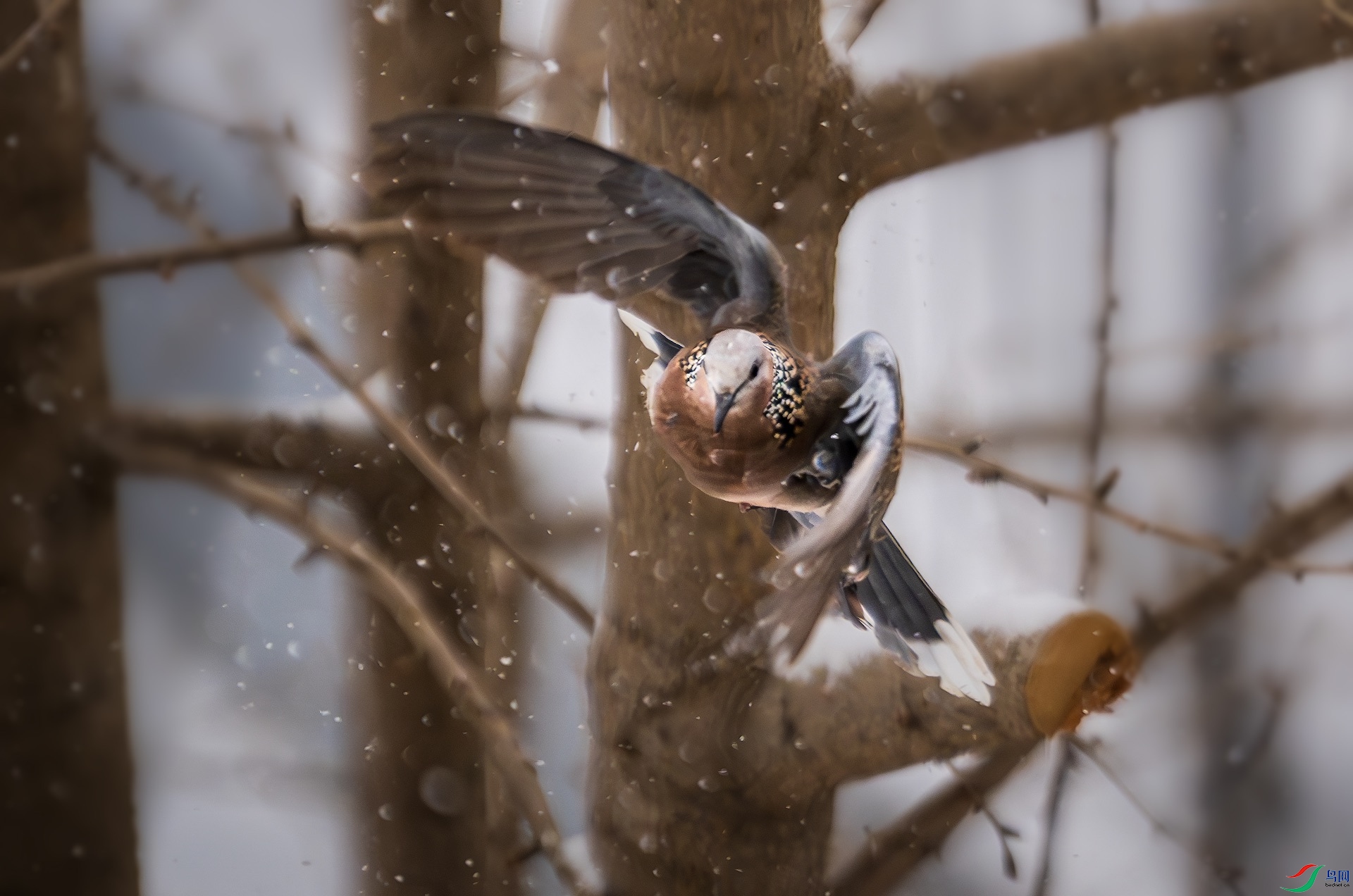 1_XXL5736-����ǿ-NR ���� 2.jpeg