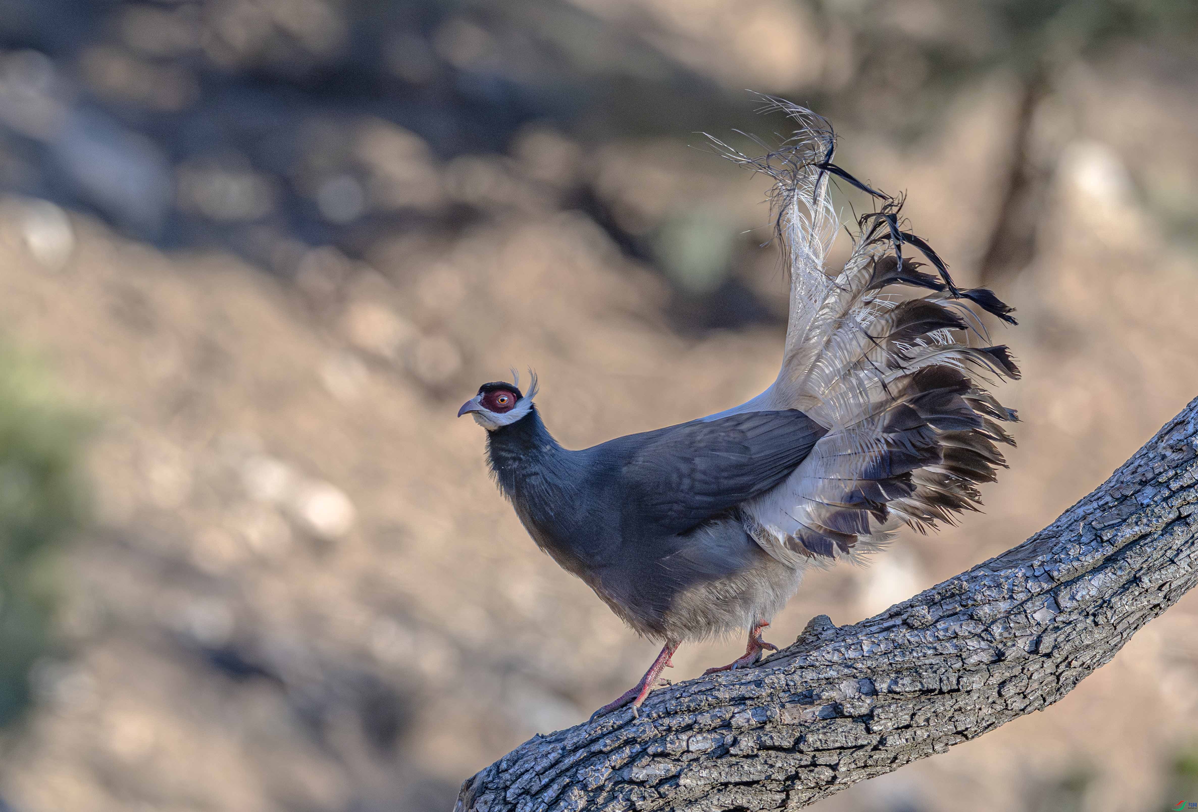 DSC_0528-����ǿ-NR ����.jpg