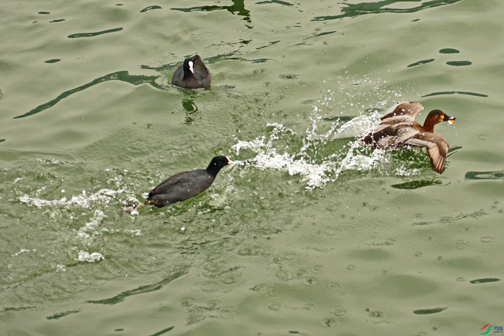 ��׷����2 DSC04574vz.jpg