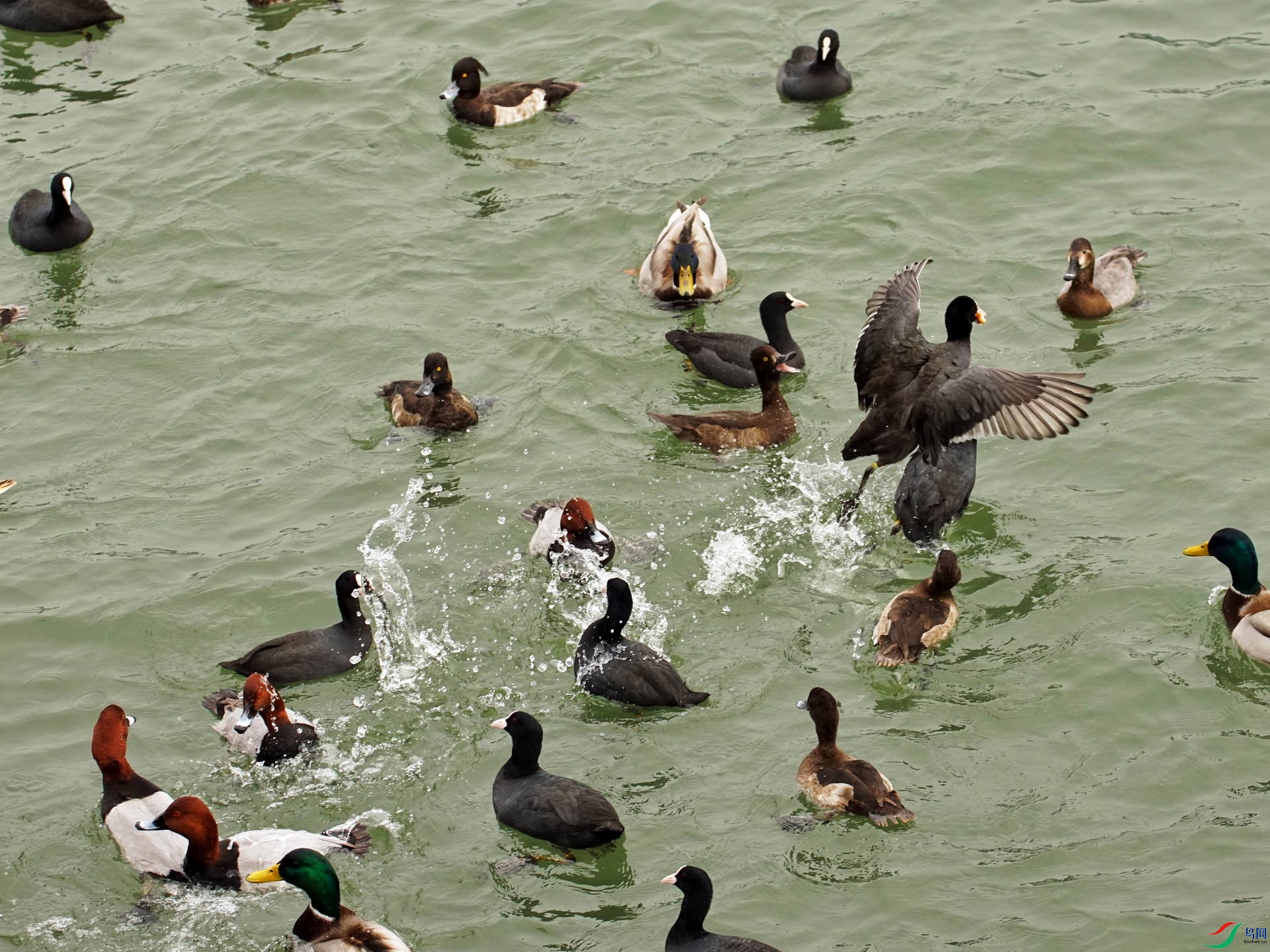 ��Ҫ��ͷ DSC04578vz.jpg