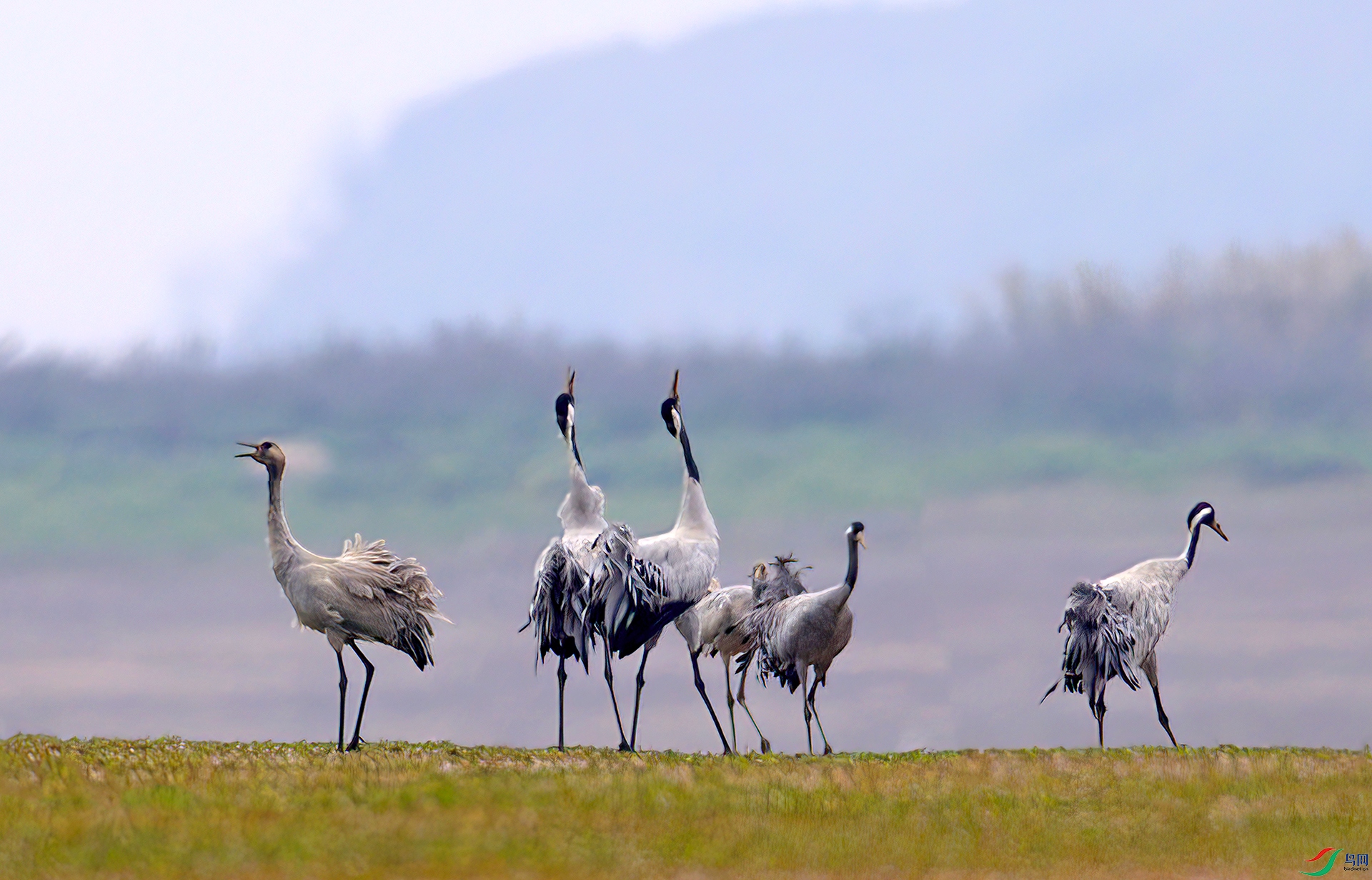 407A1783-Sh----1 .jpg