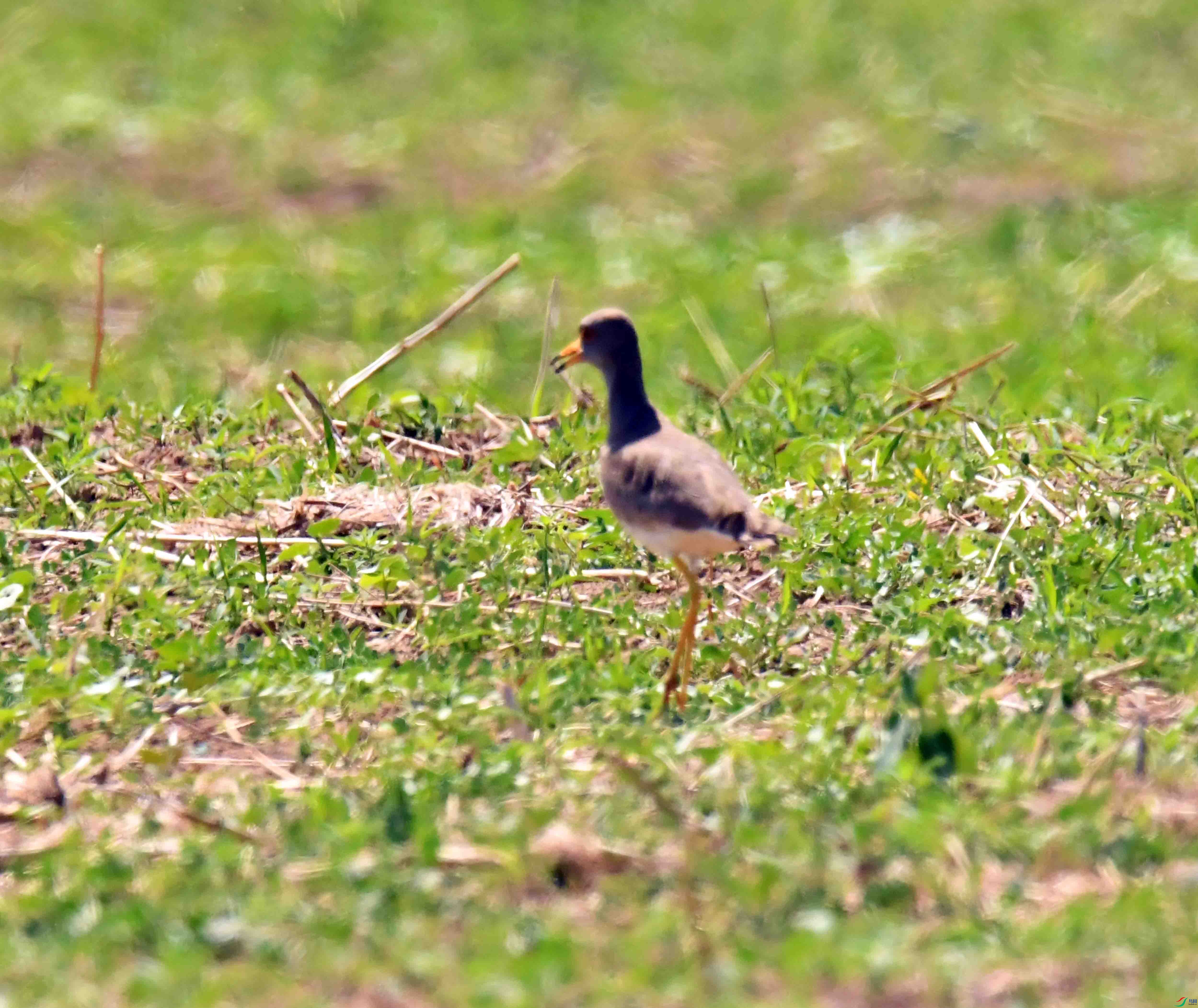 DSC_0251.JPG