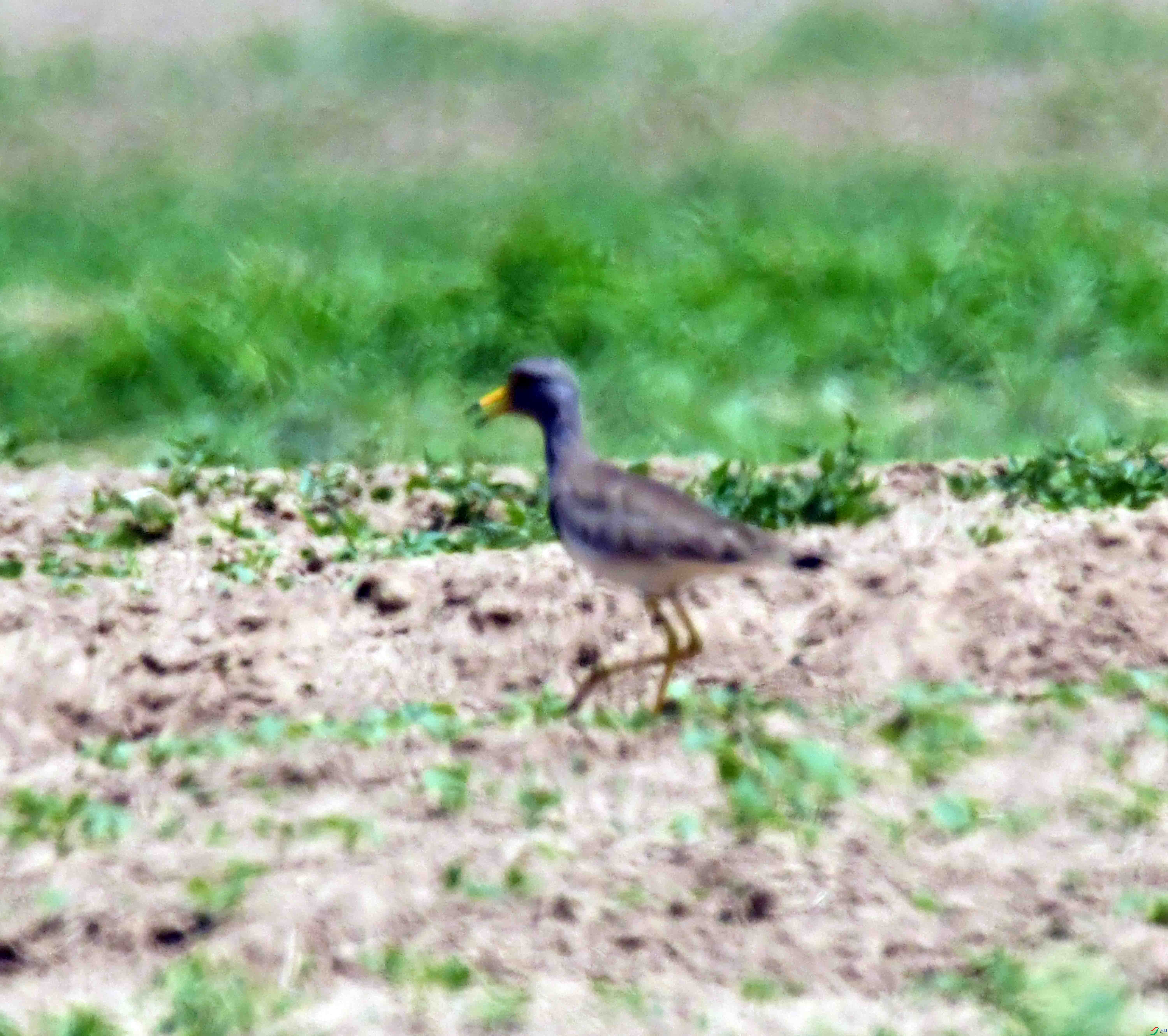 DSC_0329.JPG
