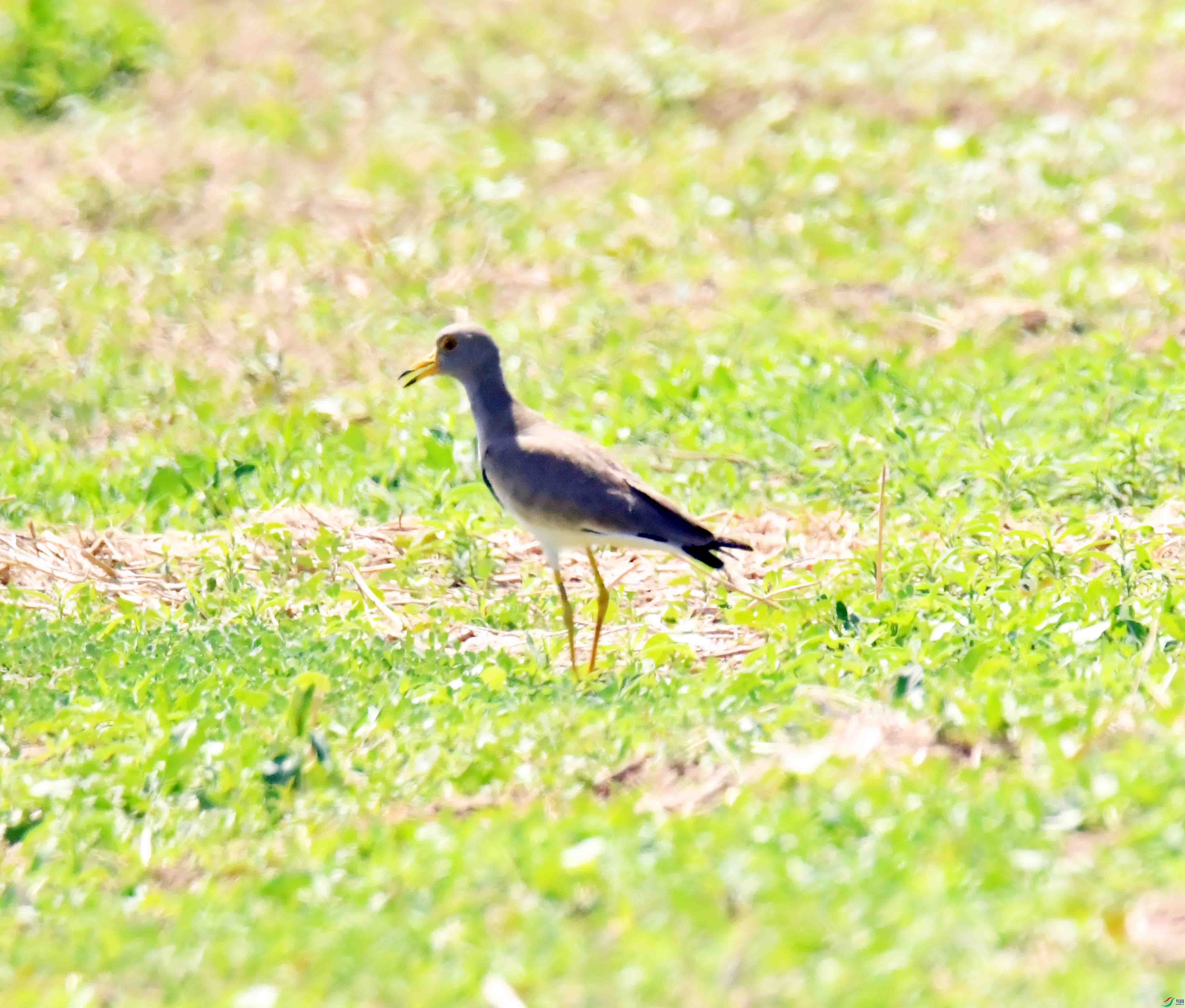 DSC_0250.JPG