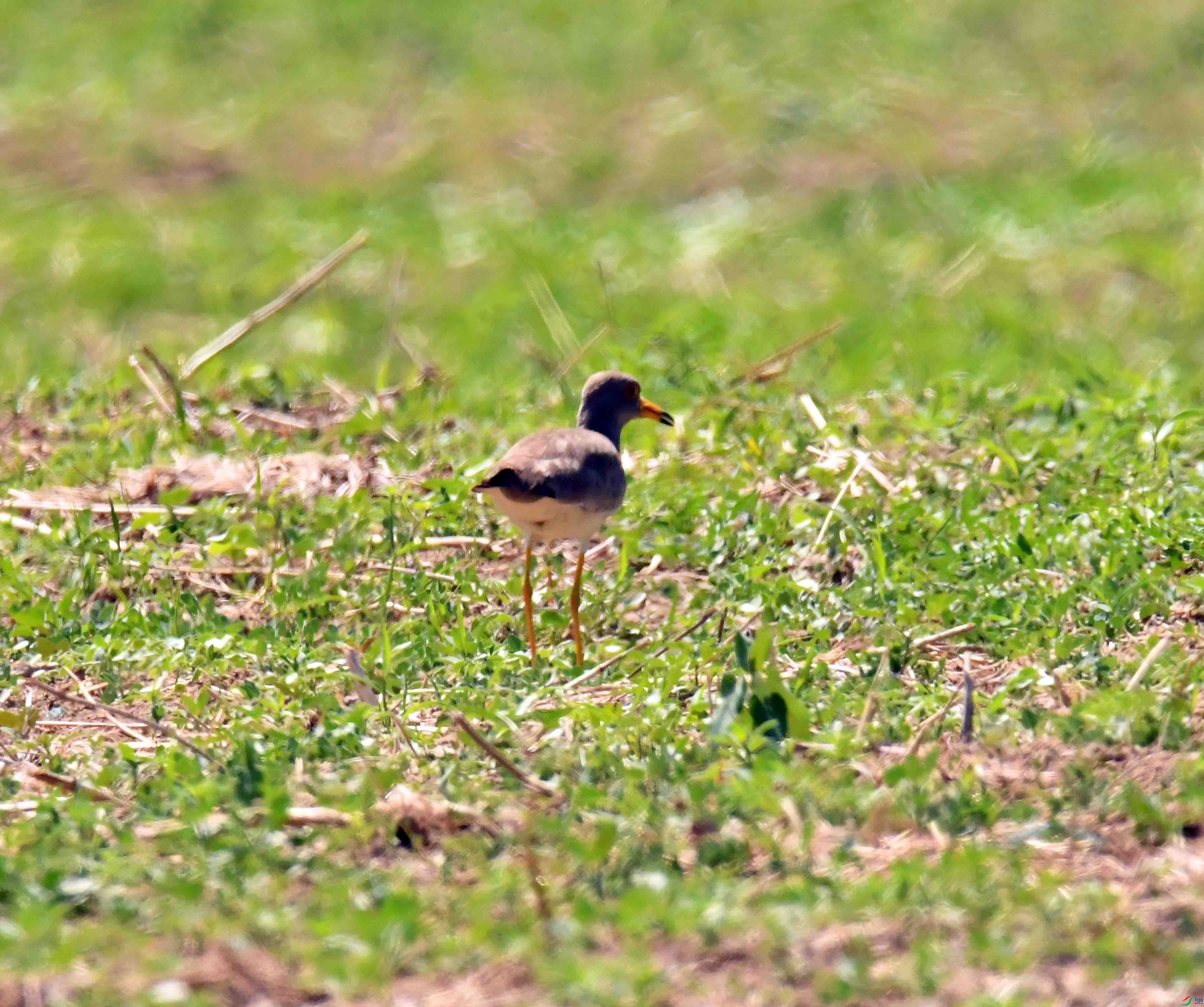 DSC_0253.JPG