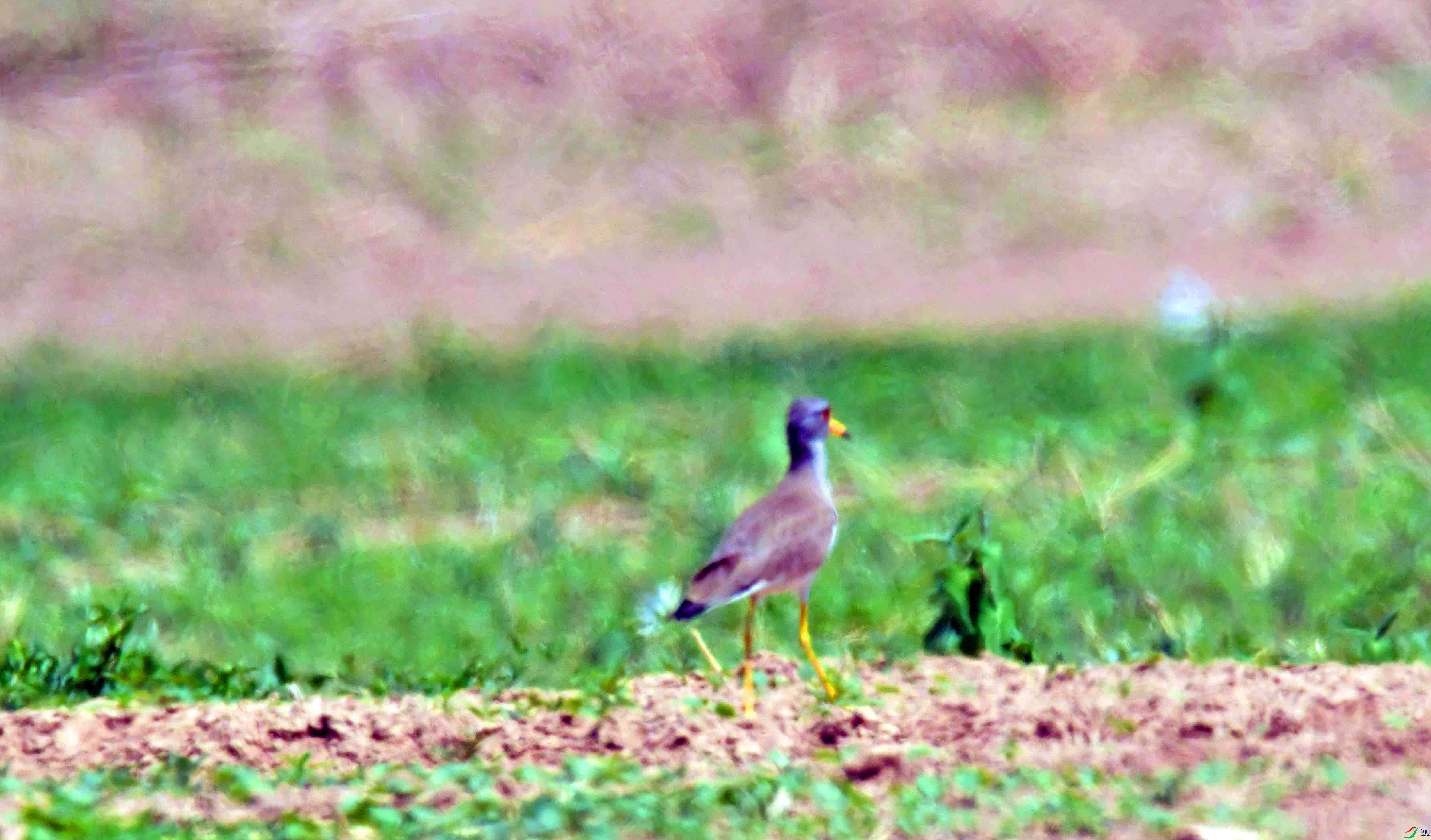 DSC_0349.JPG