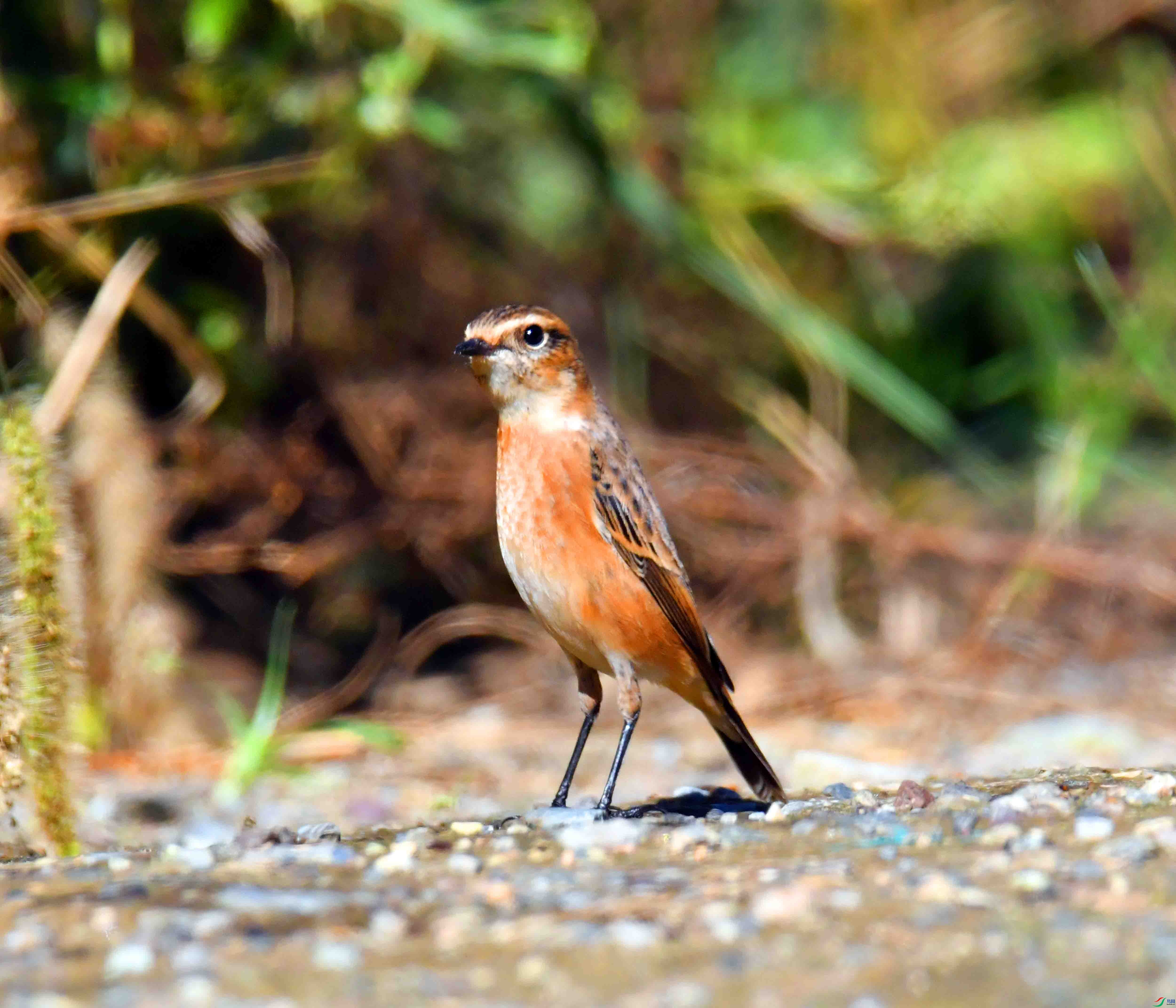 DSC_0762.JPG