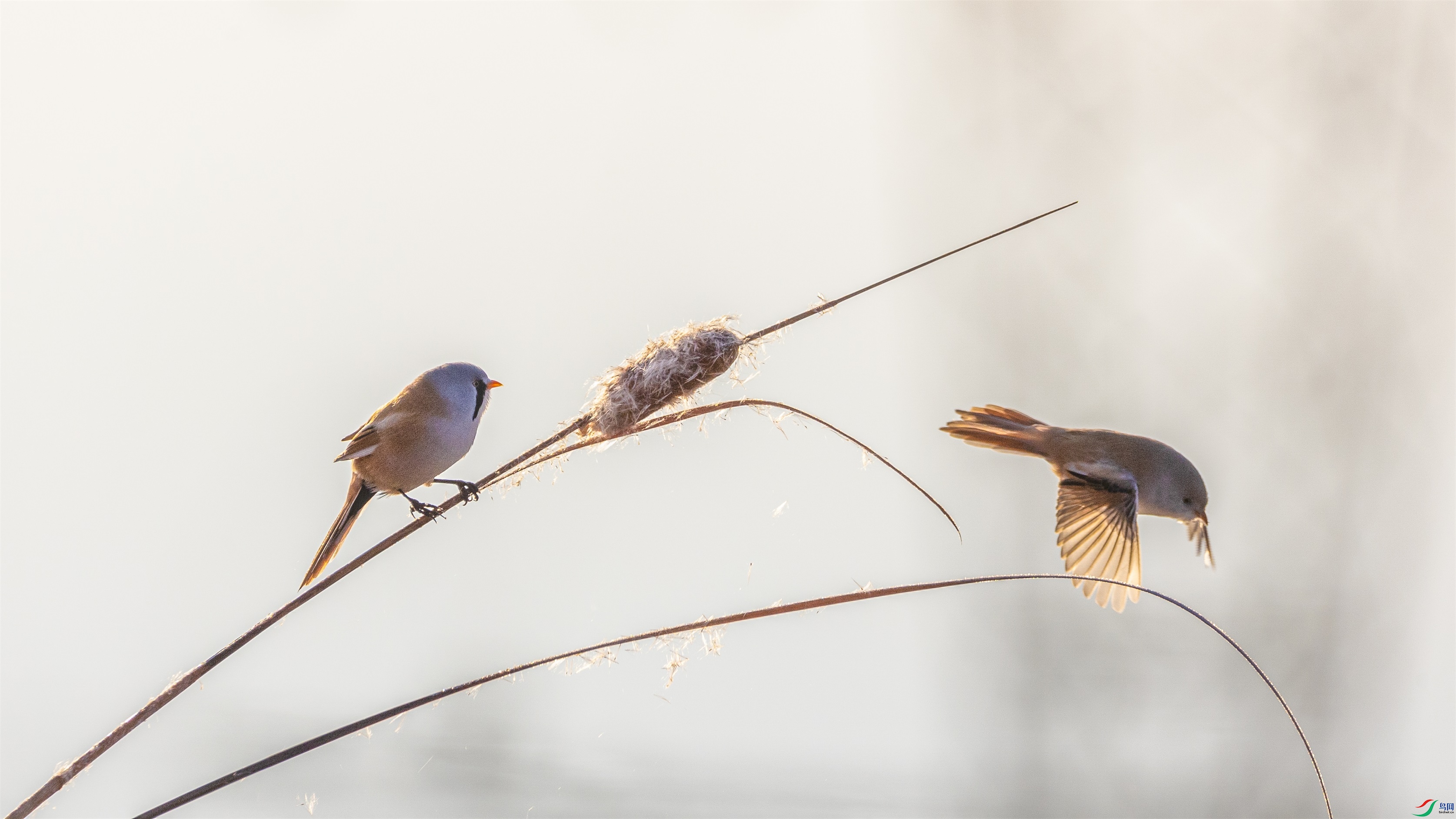 1K3A8190 ����1.jpg