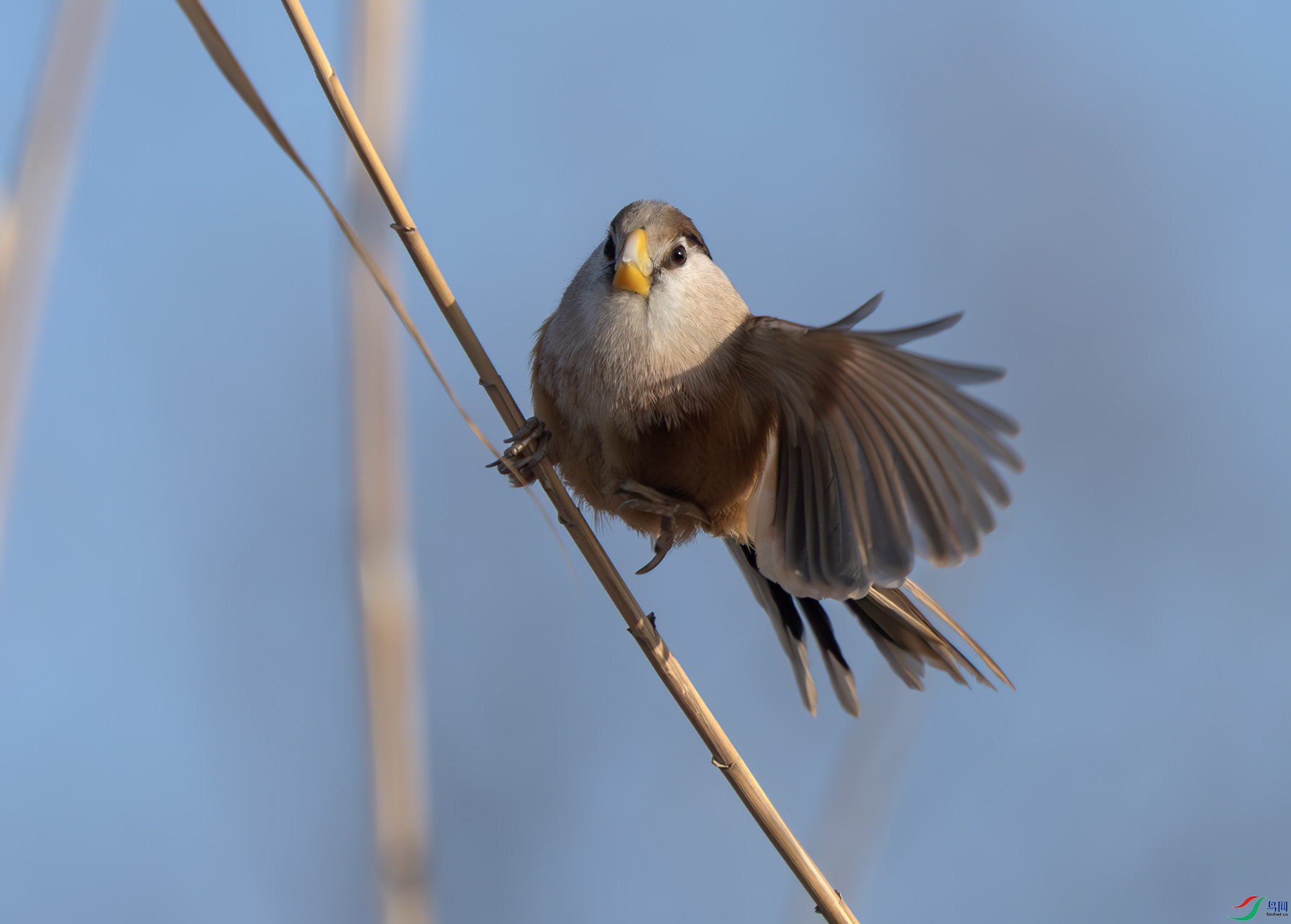 DSC_4350-����ǿ-NR ����.jpg