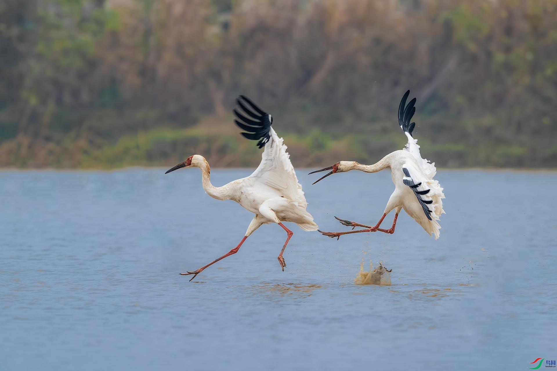 _DSC6619-����ǿ-NR ����С.jpg