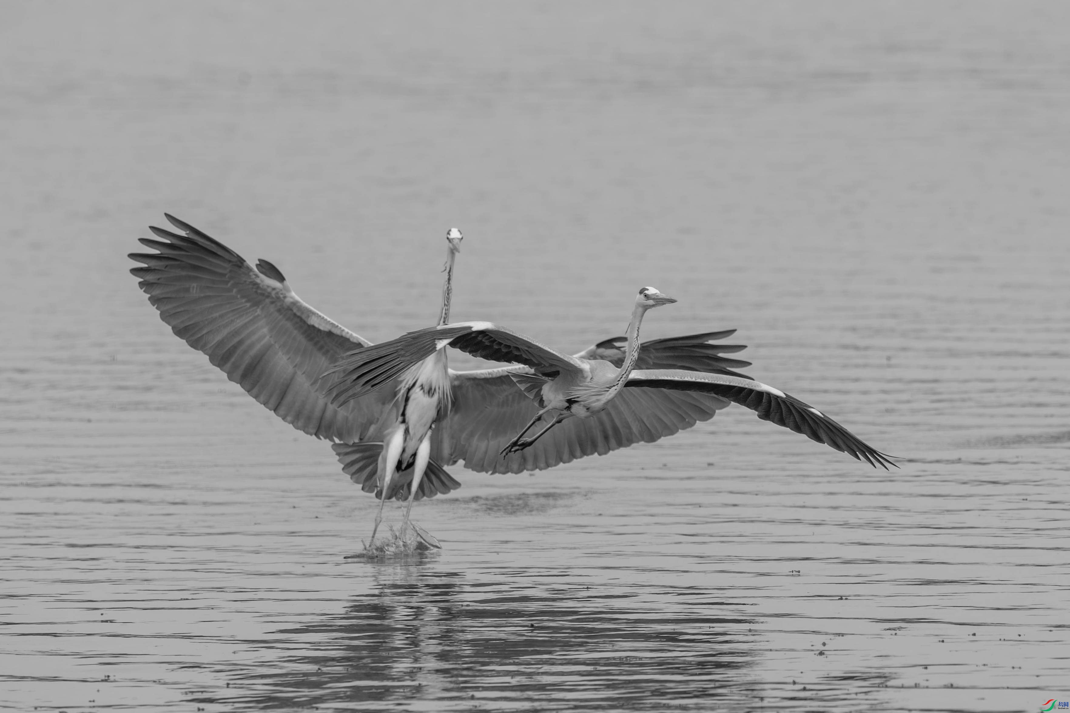 DSC_2107-.jpg