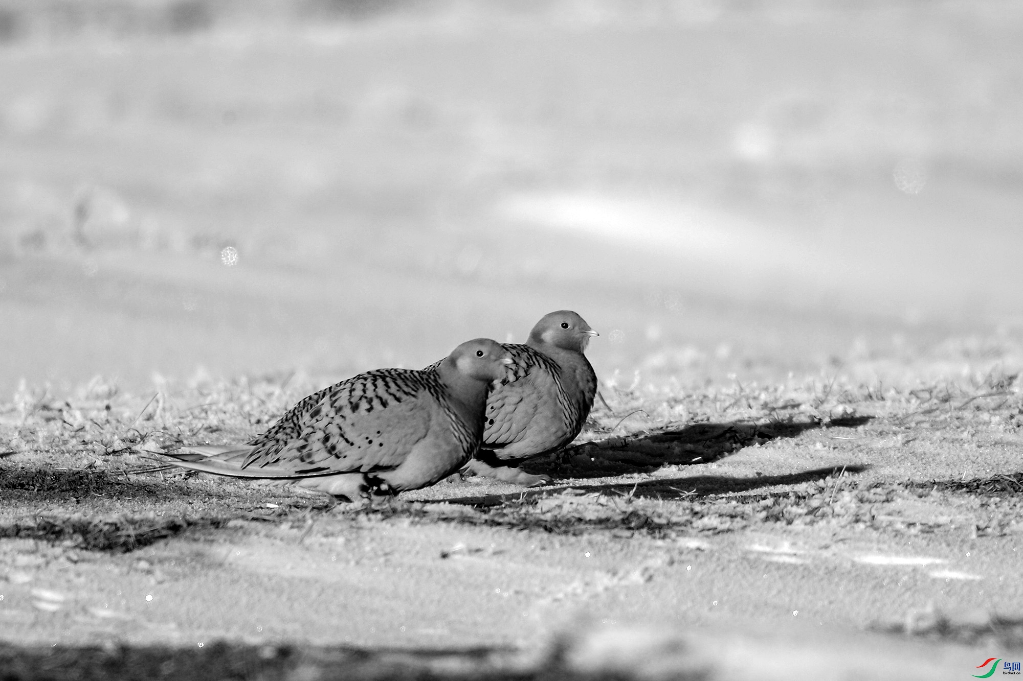 DSC_54240.jpg