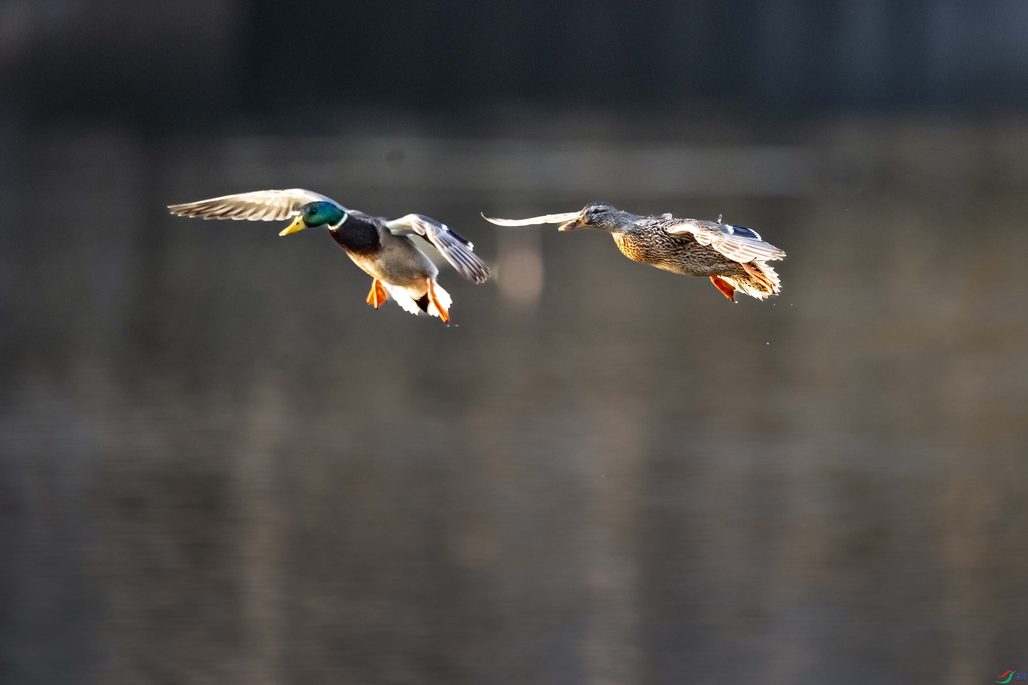 DSC_4815 ����.jpg