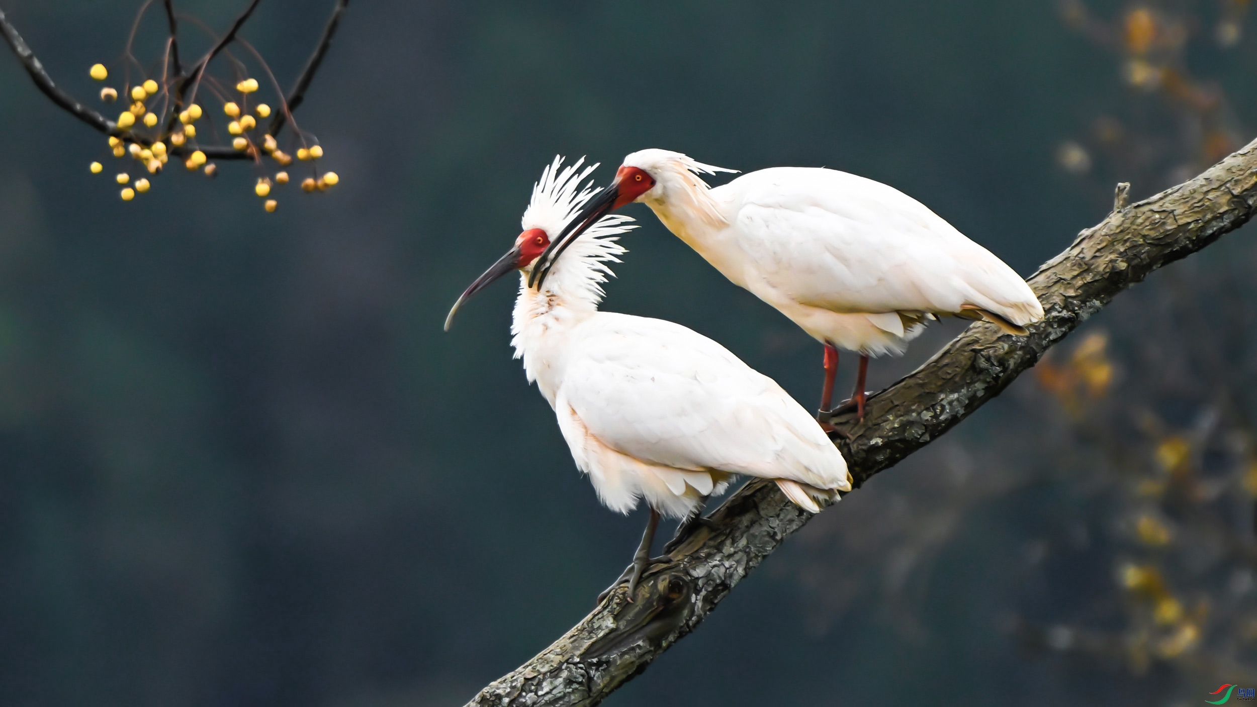 ����