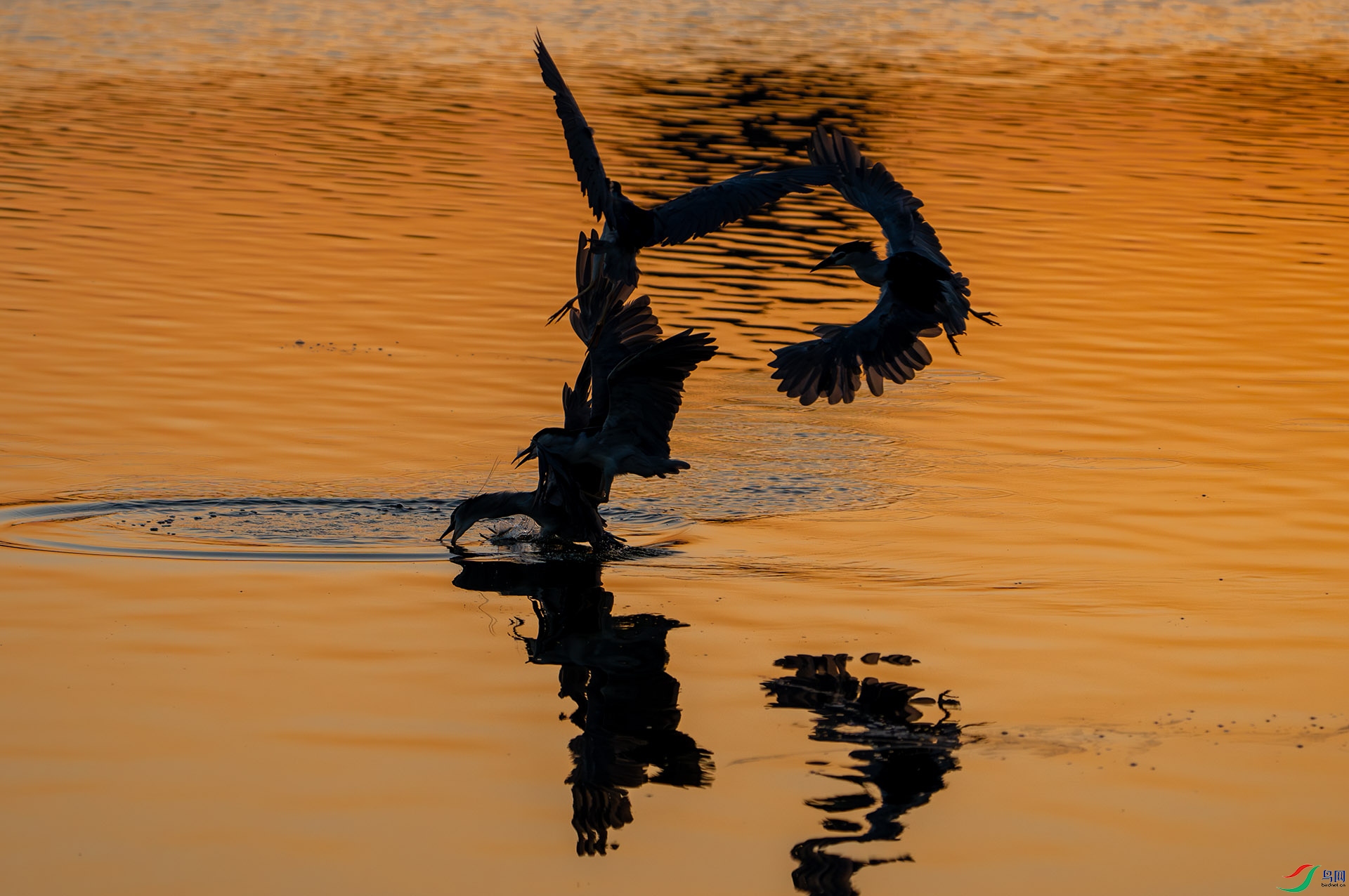 ҹ���峿��ʳ