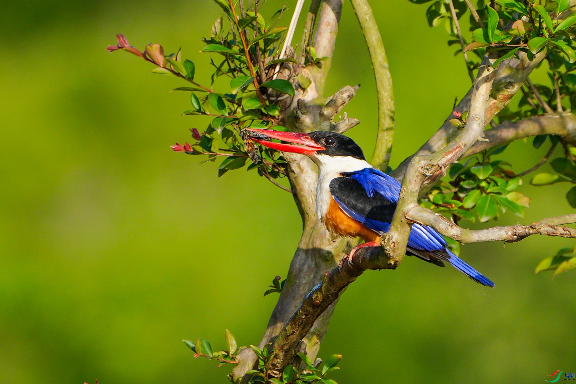 �����ȴ�����ιʳ