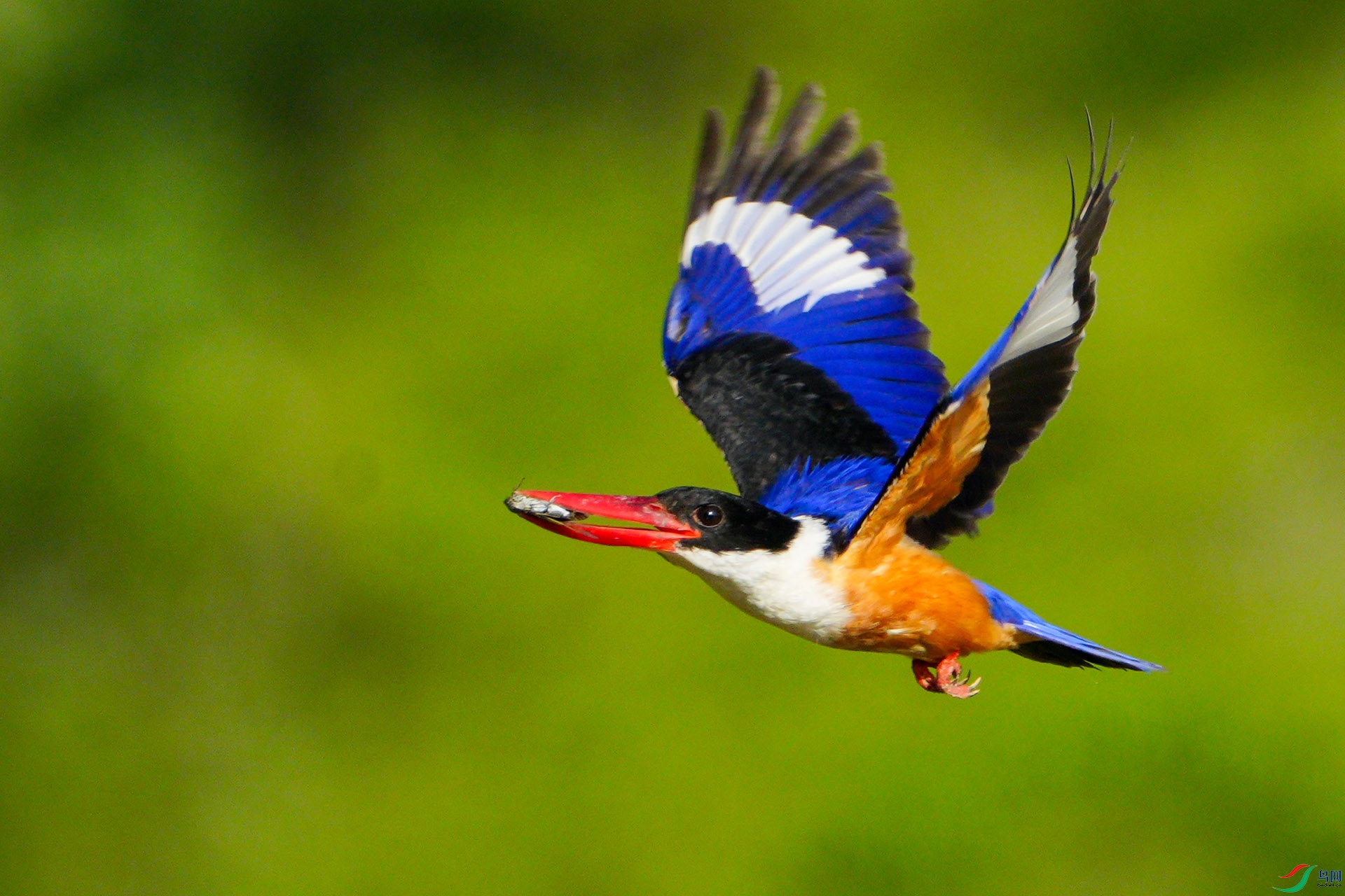 ����䲶�Զ���