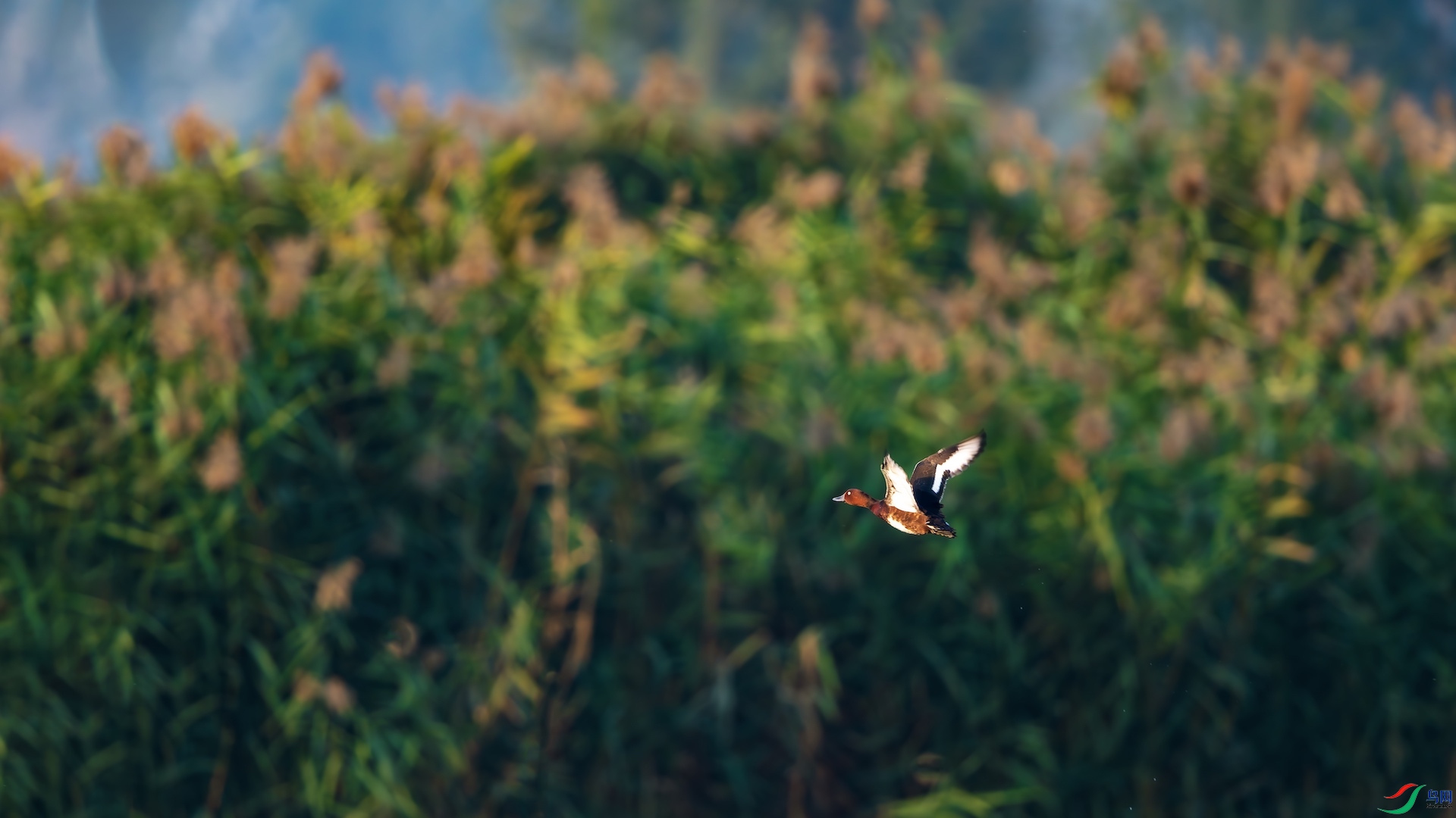 1_XXI2274-����ǿ-NR ����.jpeg