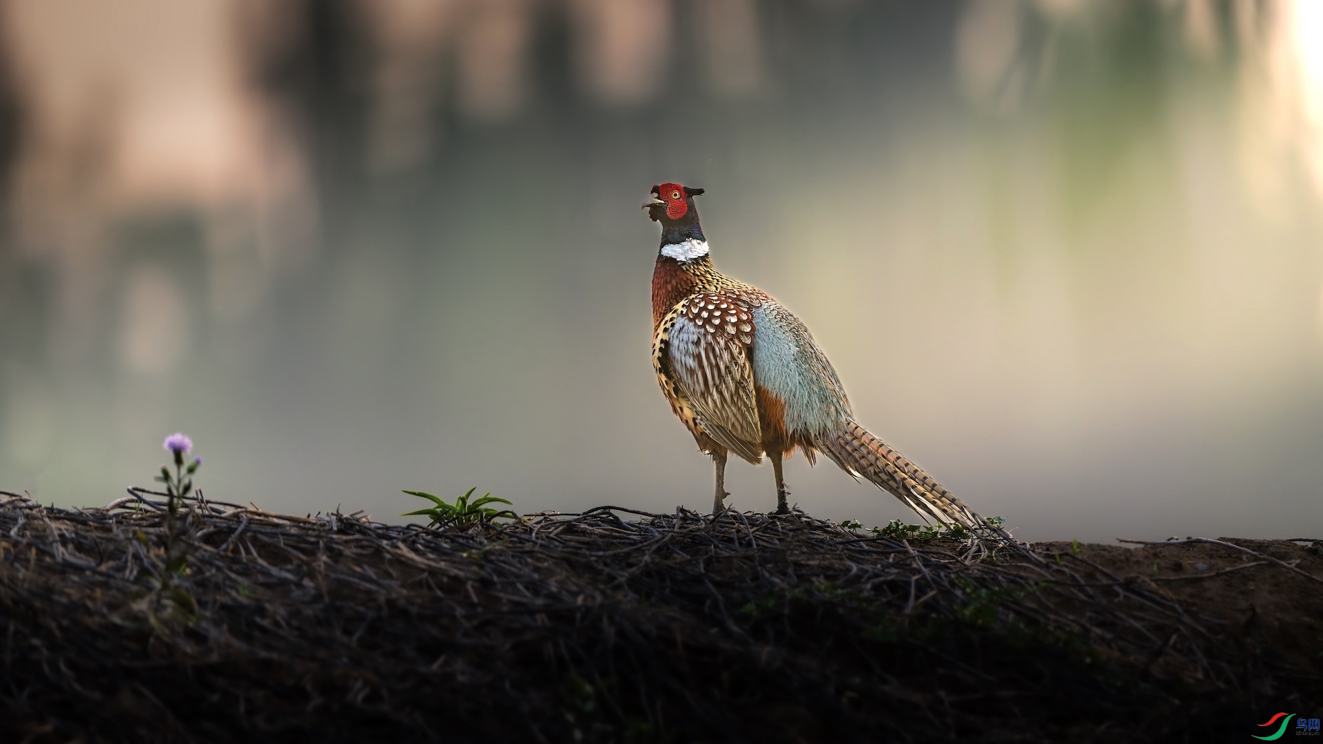 1_XXI3929-����ǿ-NR ����.jpeg