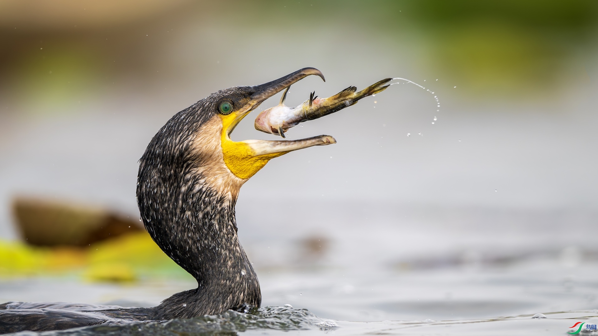 1_XXL4290-����ǿ-NR ����.jpeg